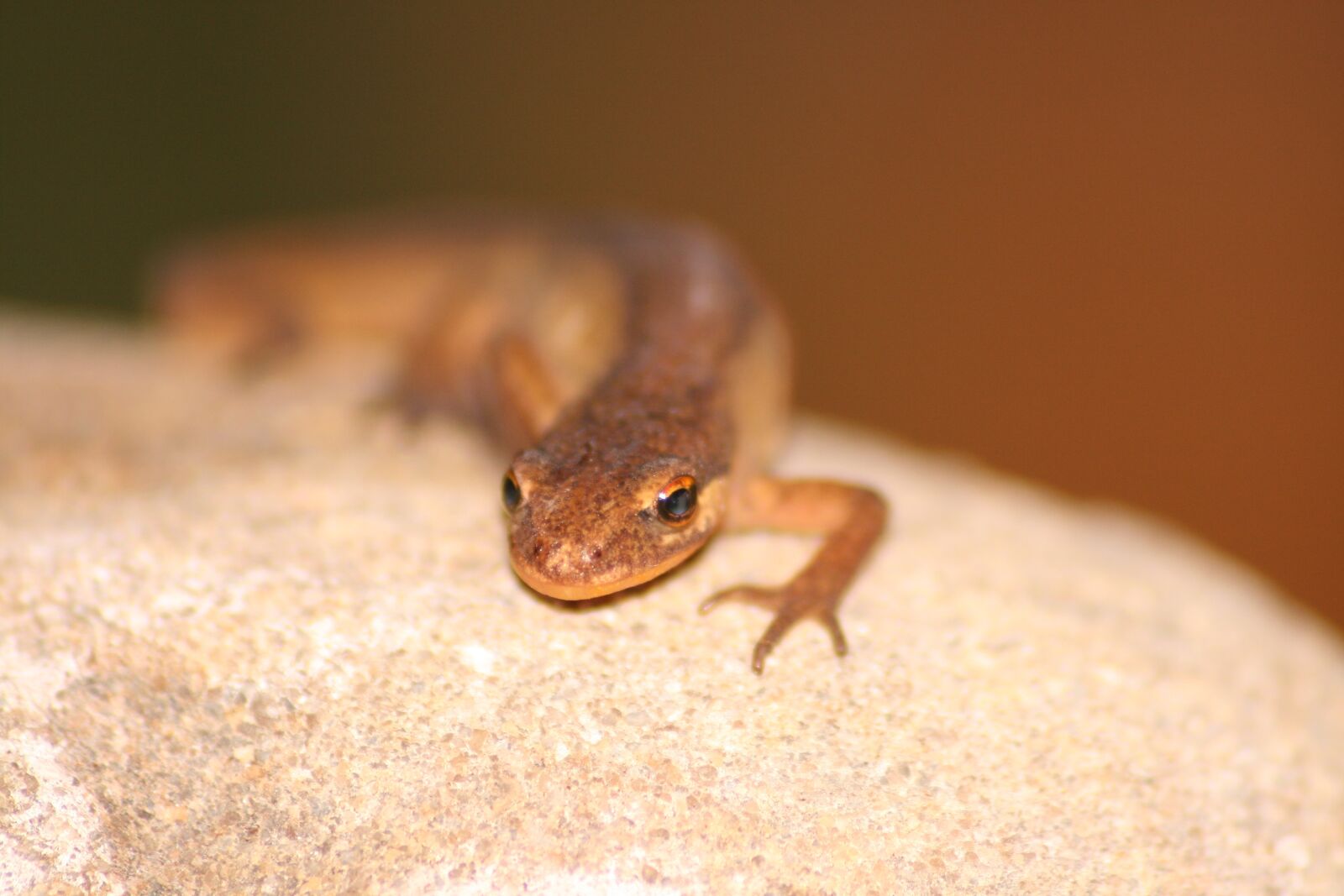 Canon EOS 400D (EOS Digital Rebel XTi / EOS Kiss Digital X) sample photo. Macro, lizard, reptile photography