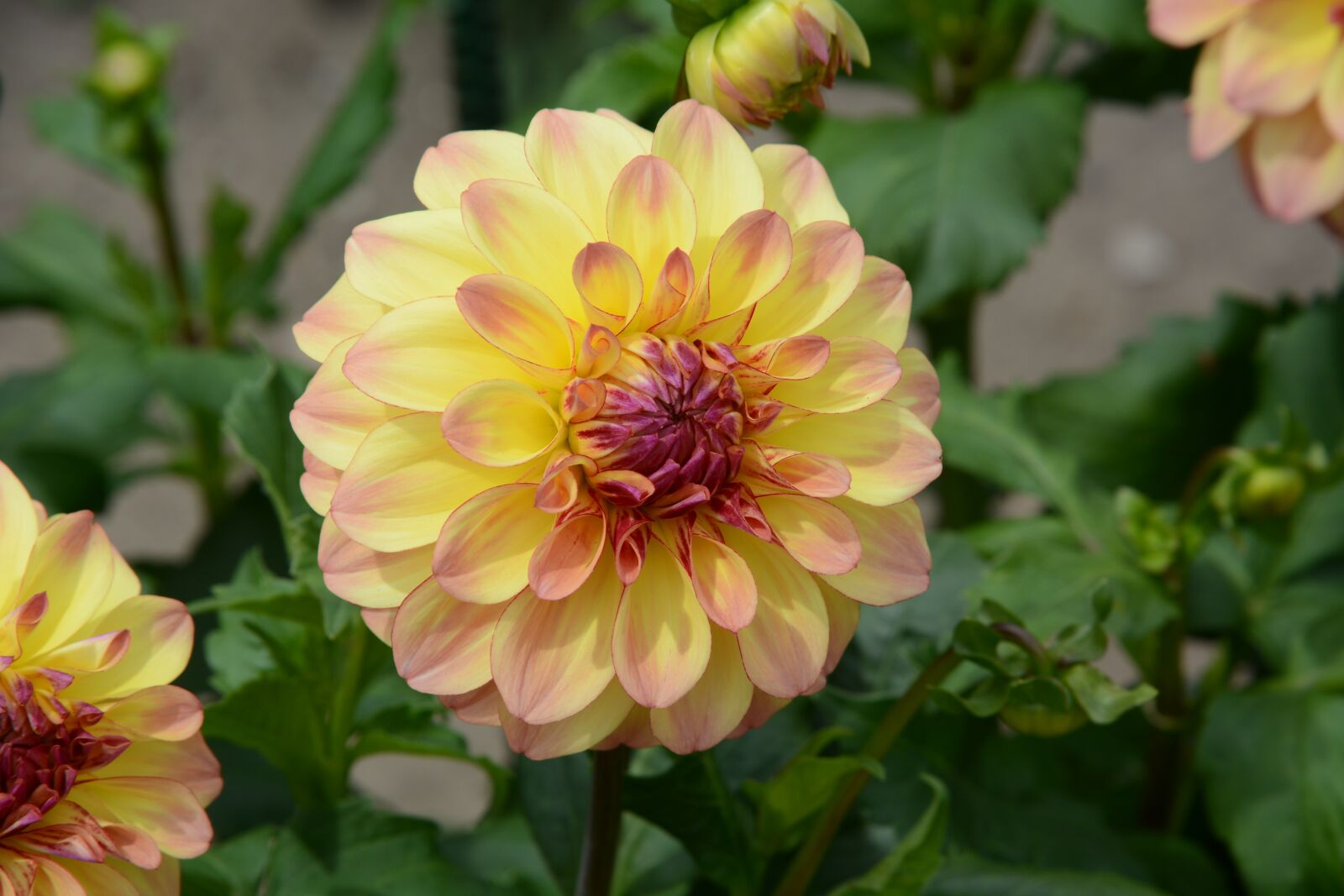 Nikon D7100 sample photo. Dahlia, bloom, nature photography