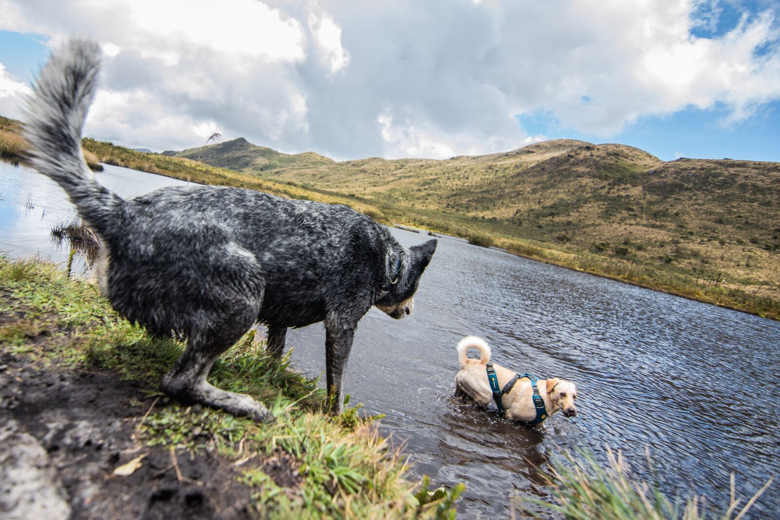 Nikon D5600 sample photo. Kill round, paramo, lake photography