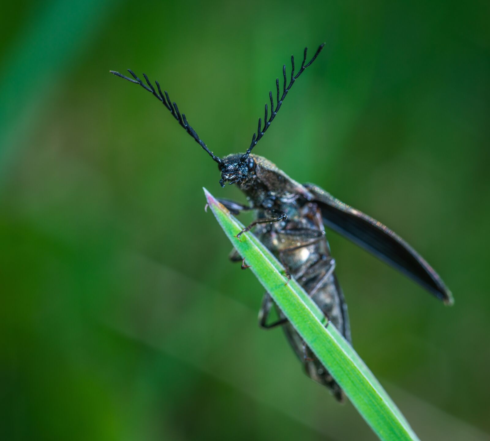 #124 65/2.8 sample photo. Macro, insect, beetle photography