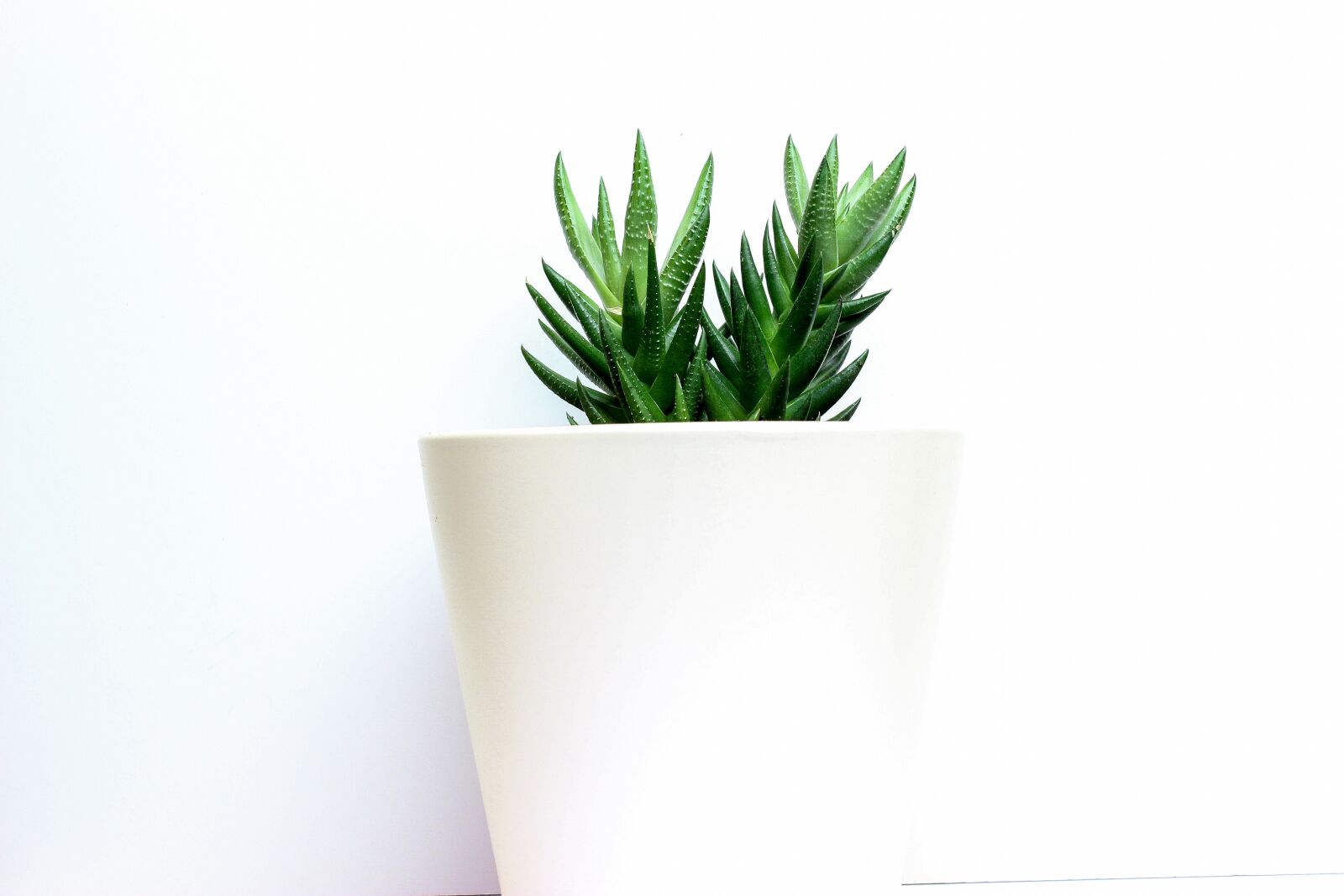 Canon EOS 600D (Rebel EOS T3i / EOS Kiss X5) sample photo. Cactus, white base, decor photography