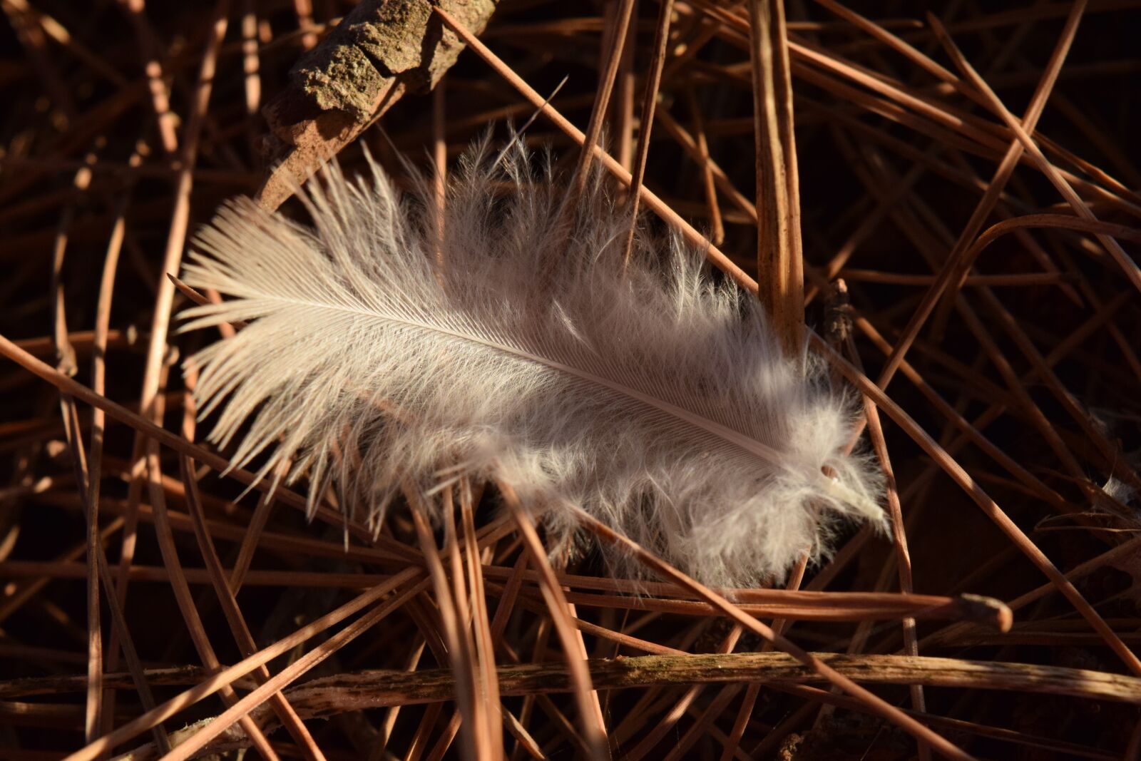 Nikon D3300 sample photo. Feather, bird feather, fluff photography