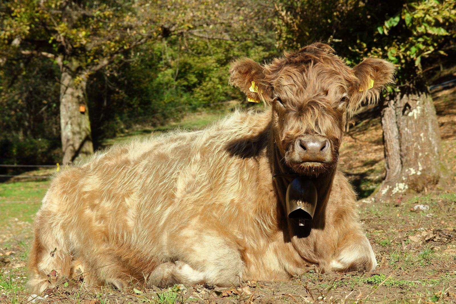 Canon EOS 7D sample photo. Cow, beef, pasture photography