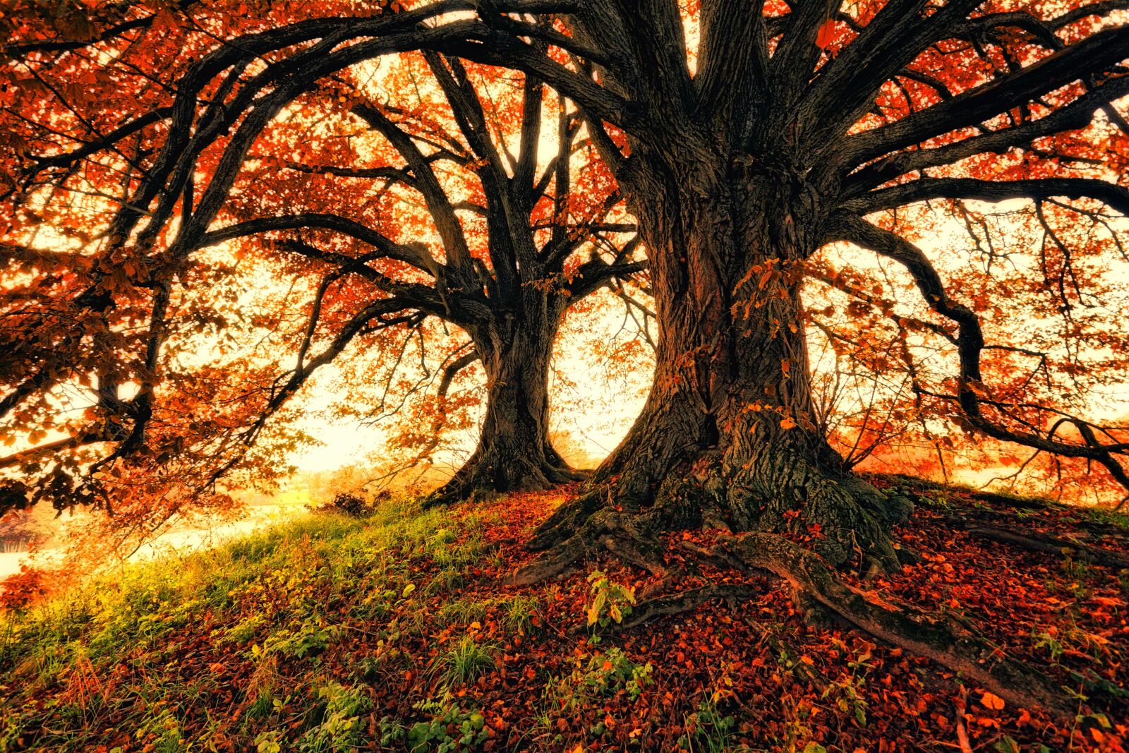Canon EOS 5D sample photo. Tree, nature, leaf photography