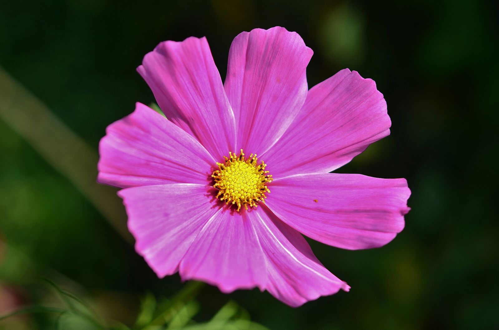 Nikon D7000 sample photo. Flower, natur, spring photography