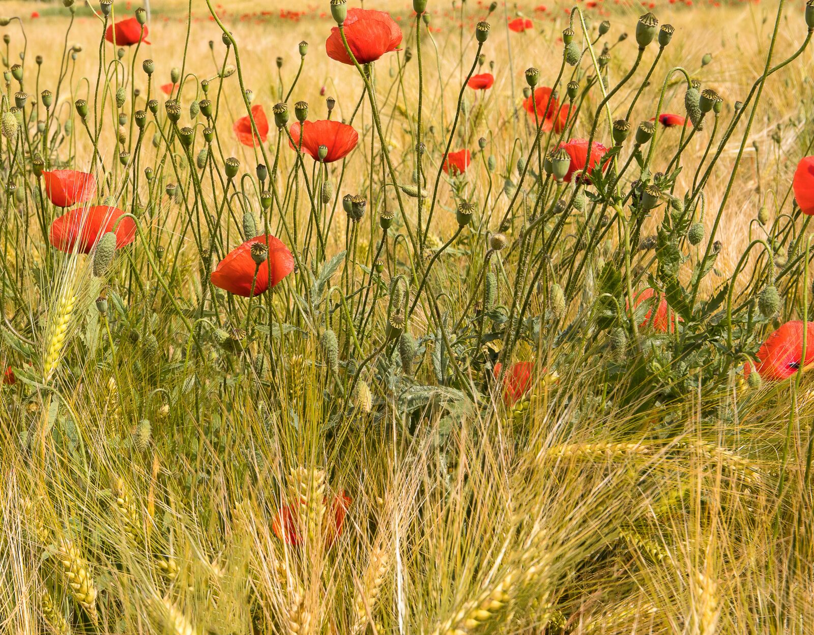 Canon EOS 80D sample photo. Klatschmohn, poppy, poppies photography