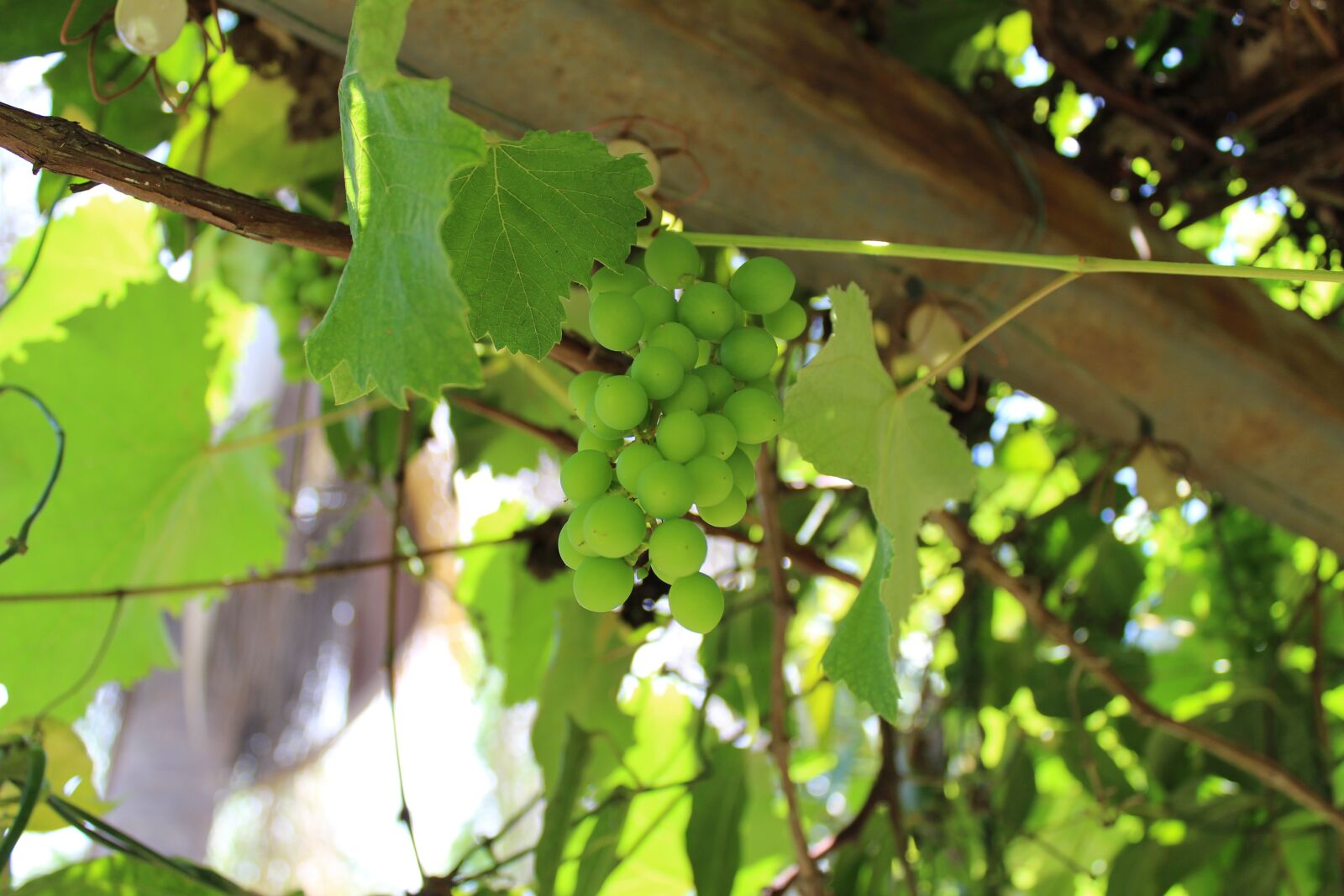 Canon EOS 1300D (EOS Rebel T6 / EOS Kiss X80) sample photo. Grapes, grapes green, a photography