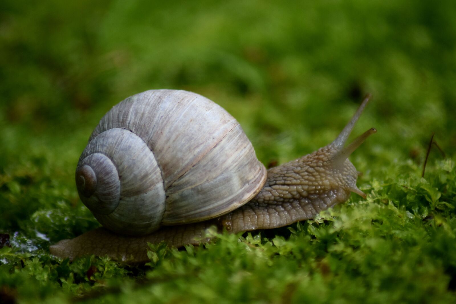 Nikon D3300 sample photo. Snail, moss, spiral photography