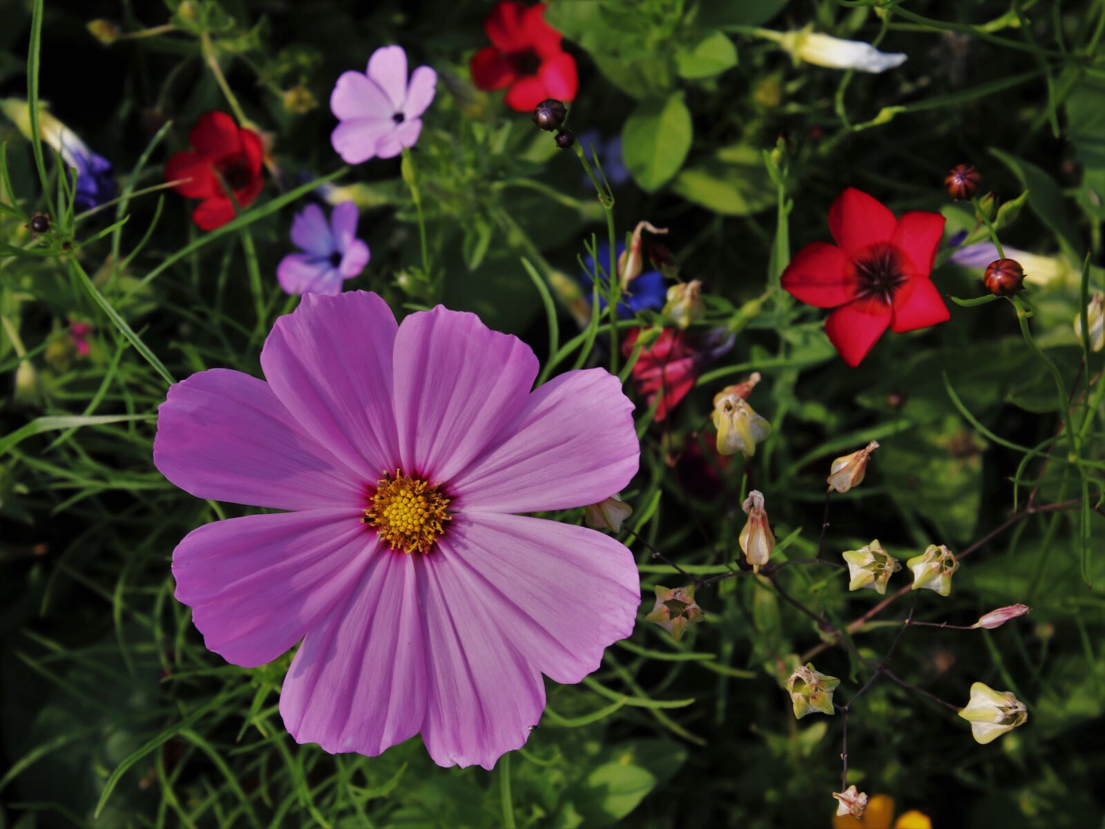 Canon EOS 80D sample photo. Wildflowers, cosmea, wild flowers photography