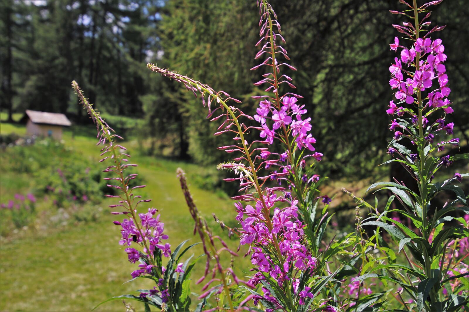 Canon EOS 80D sample photo. Pink flowers, meadow, plant photography