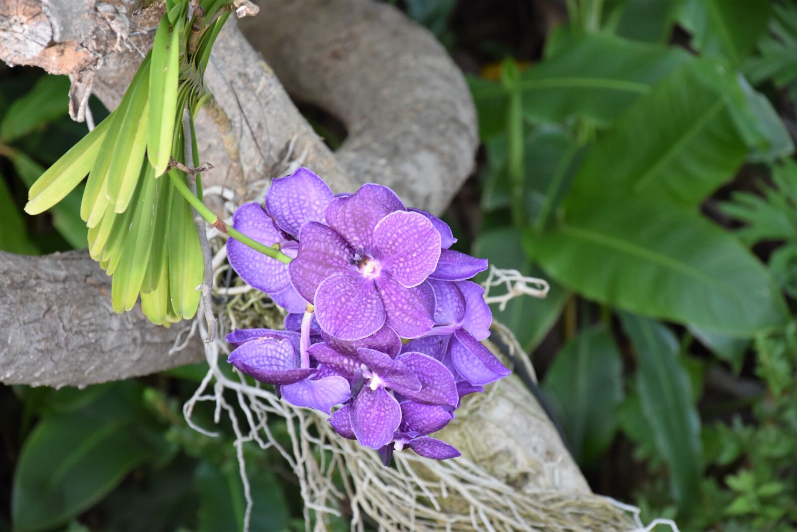 Nikon D3400 sample photo. Madeira, flowers photography