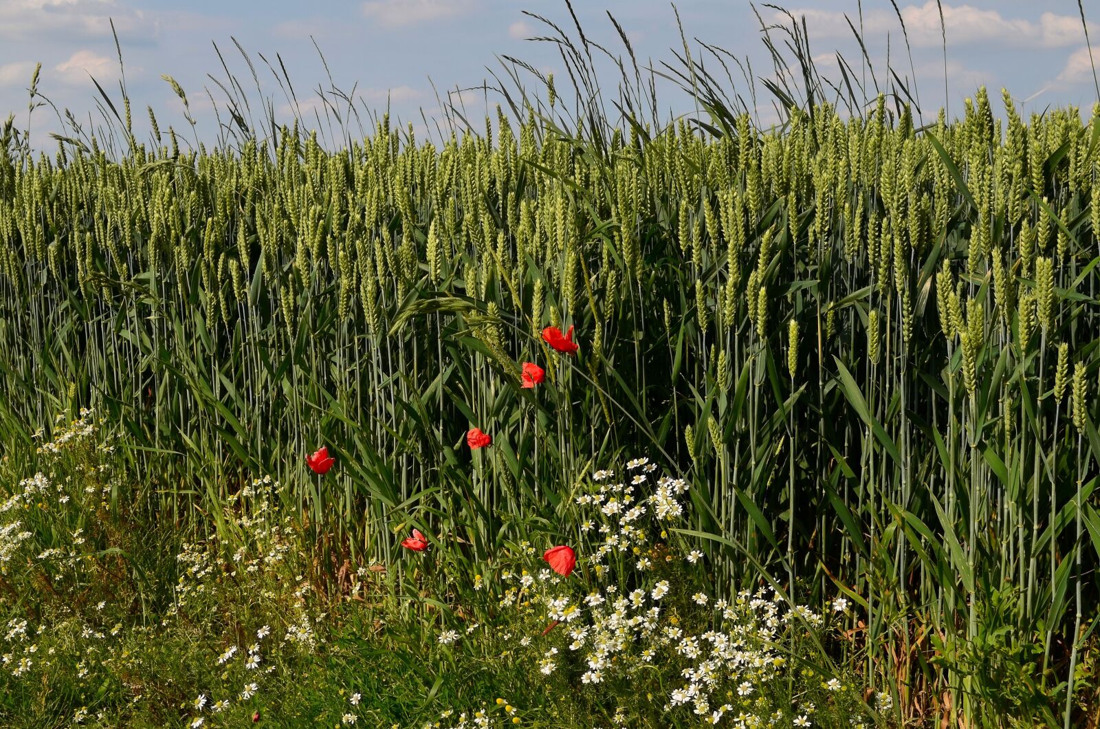 Nikon D5100 sample photo. Cornfield, barley, cereals photography