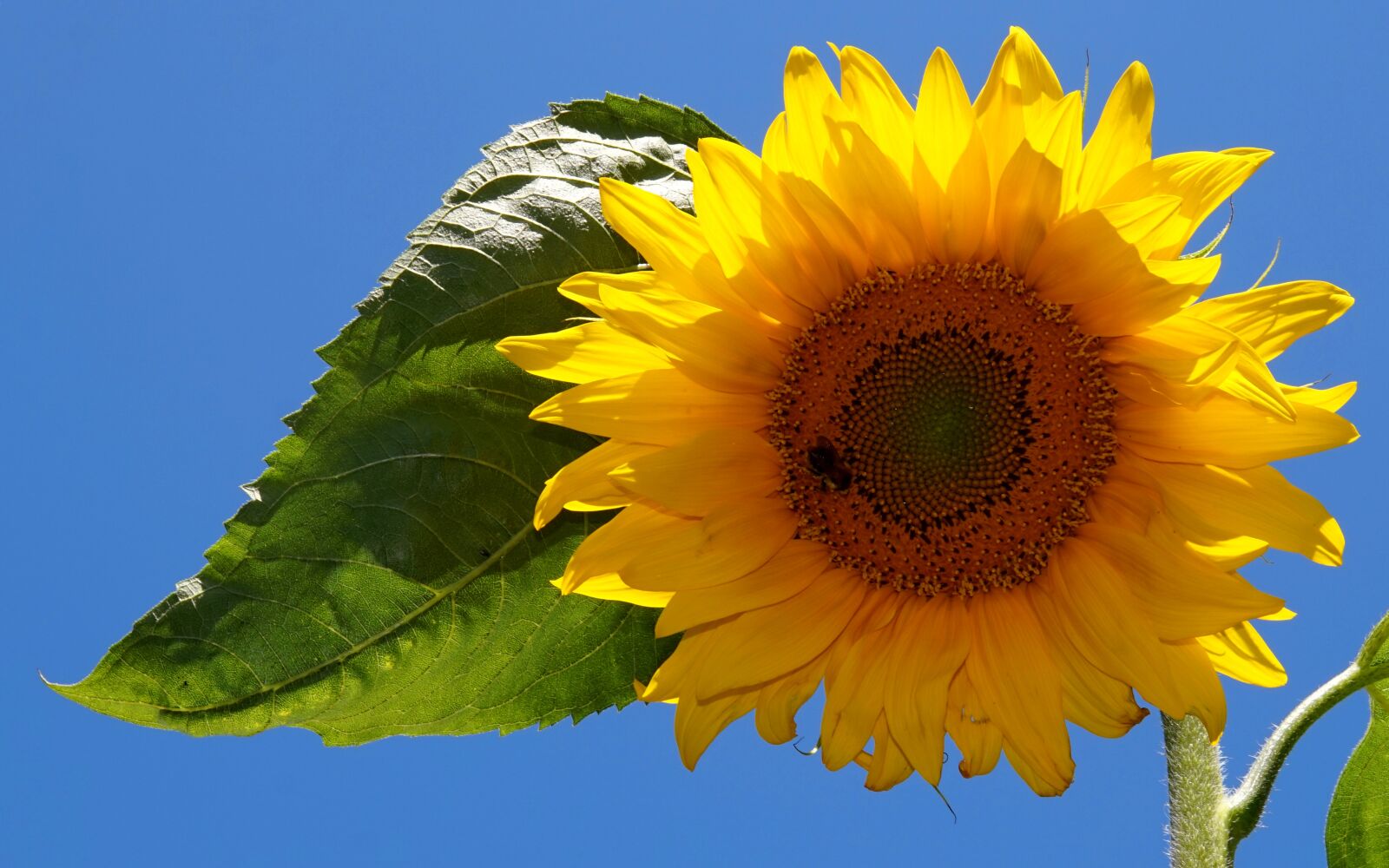 Sigma 30mm F1.4 DC DN | C sample photo. Sunflower, yellow, blossom photography