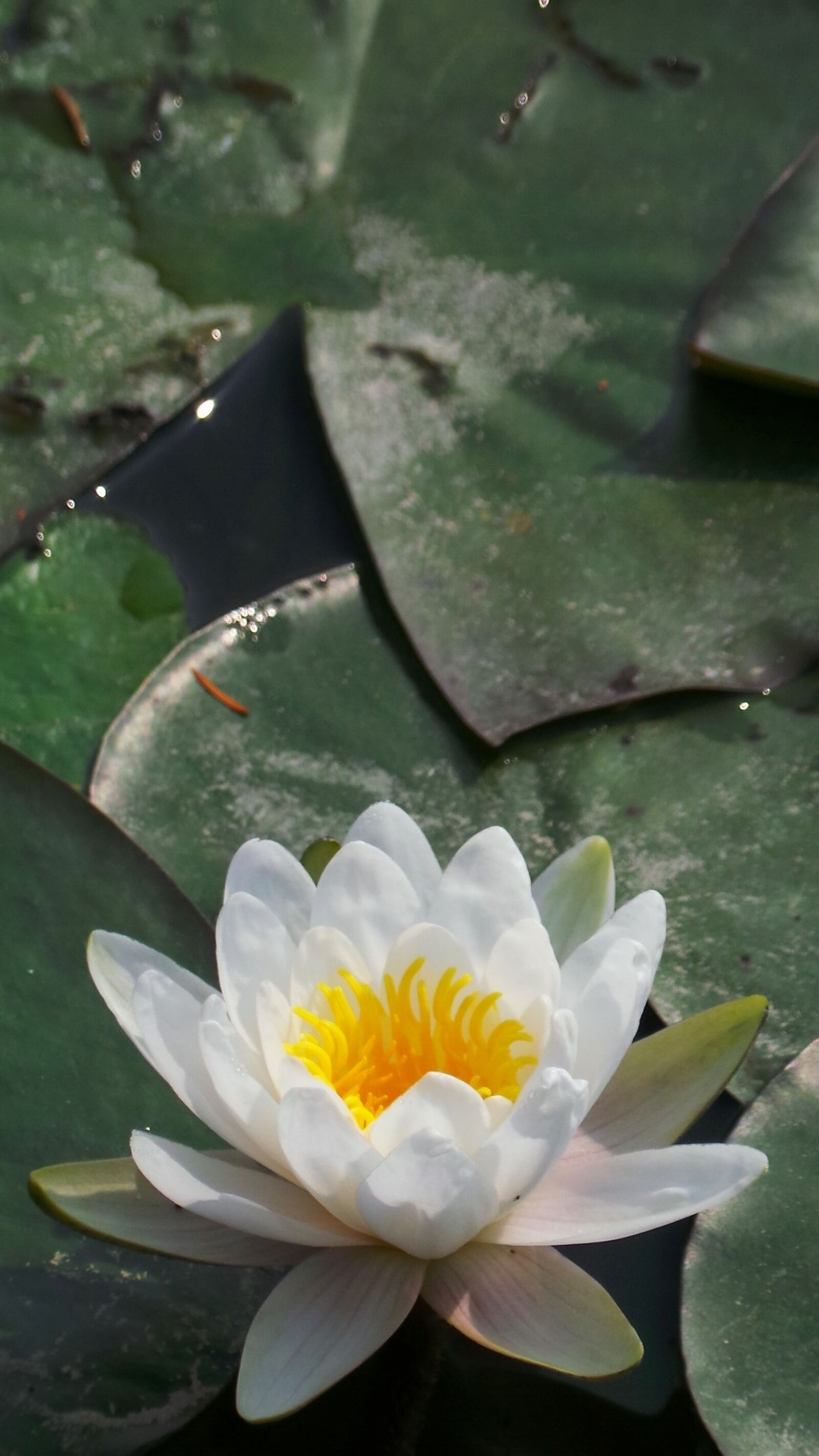 Samsung Galaxy Camera (Wi-Fi) sample photo. White training, underwater plants photography