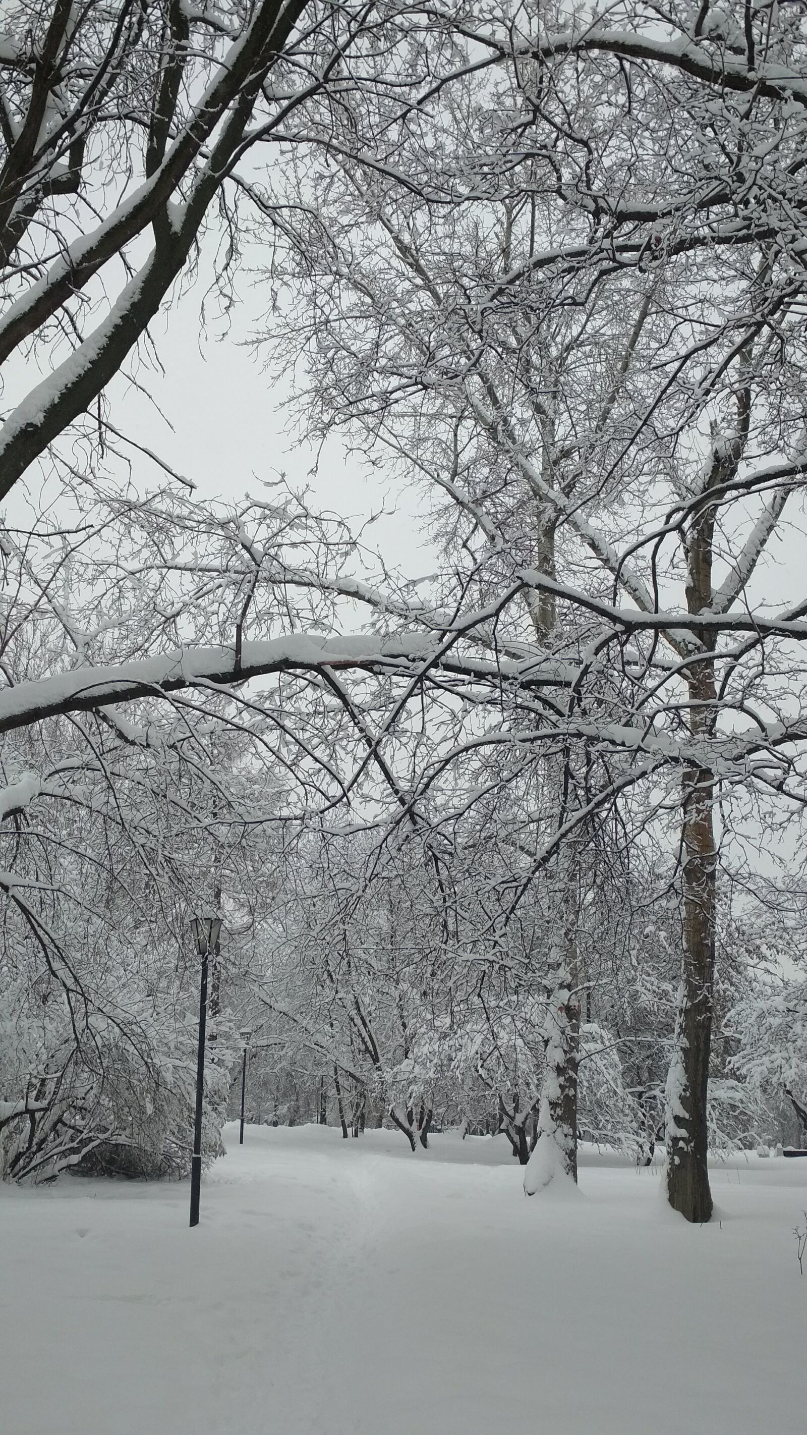 Xiaomi Redmi 4X sample photo. Winter, white, snow photography