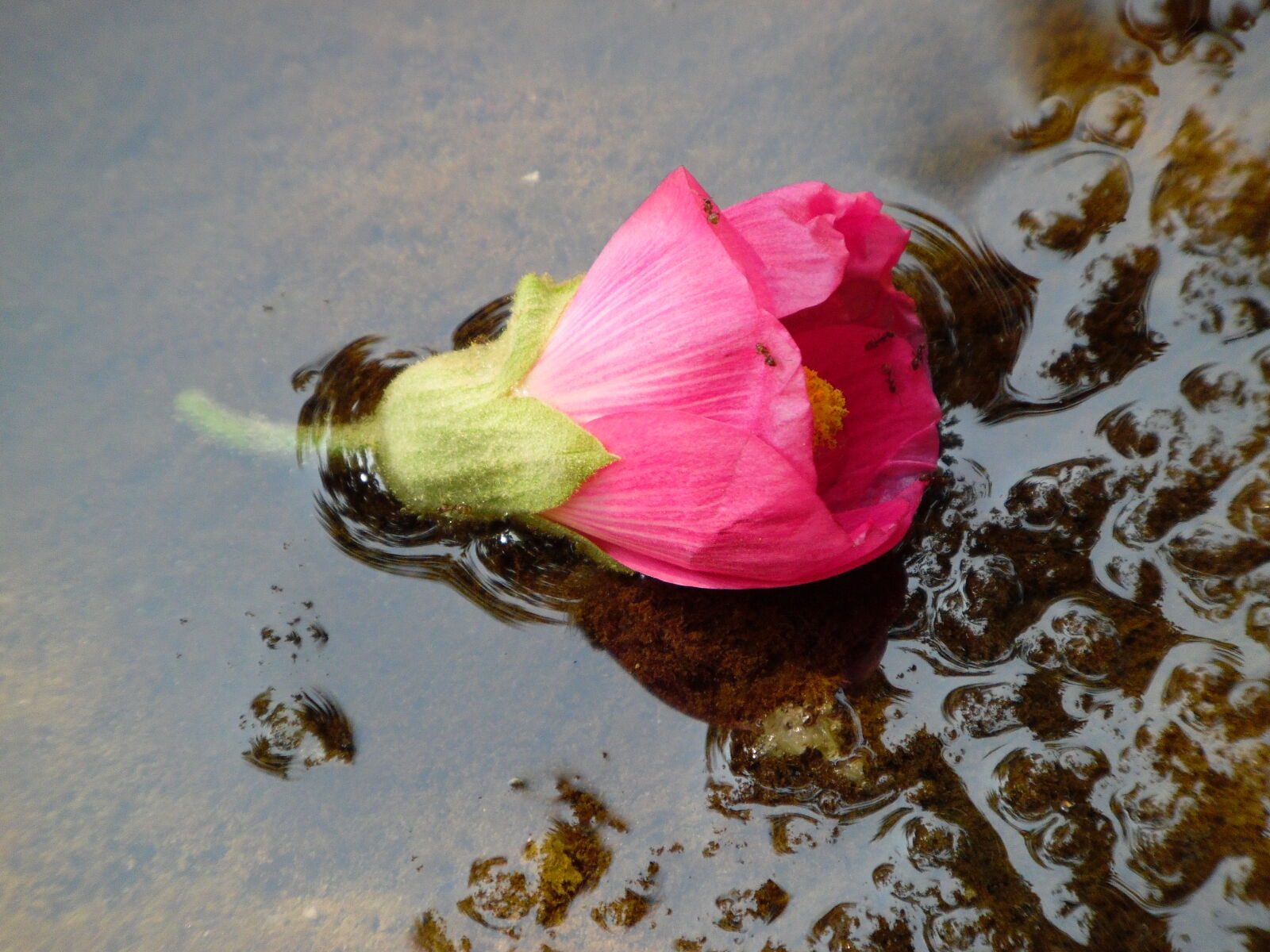 Samsung WB1100F/WB1101F/WB1102F sample photo