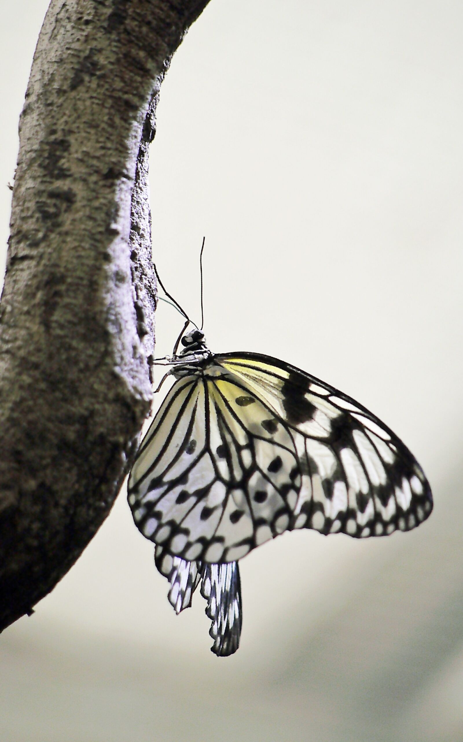 Panasonic Lumix DMC-G5 sample photo. Butterfly, nature, insect photography