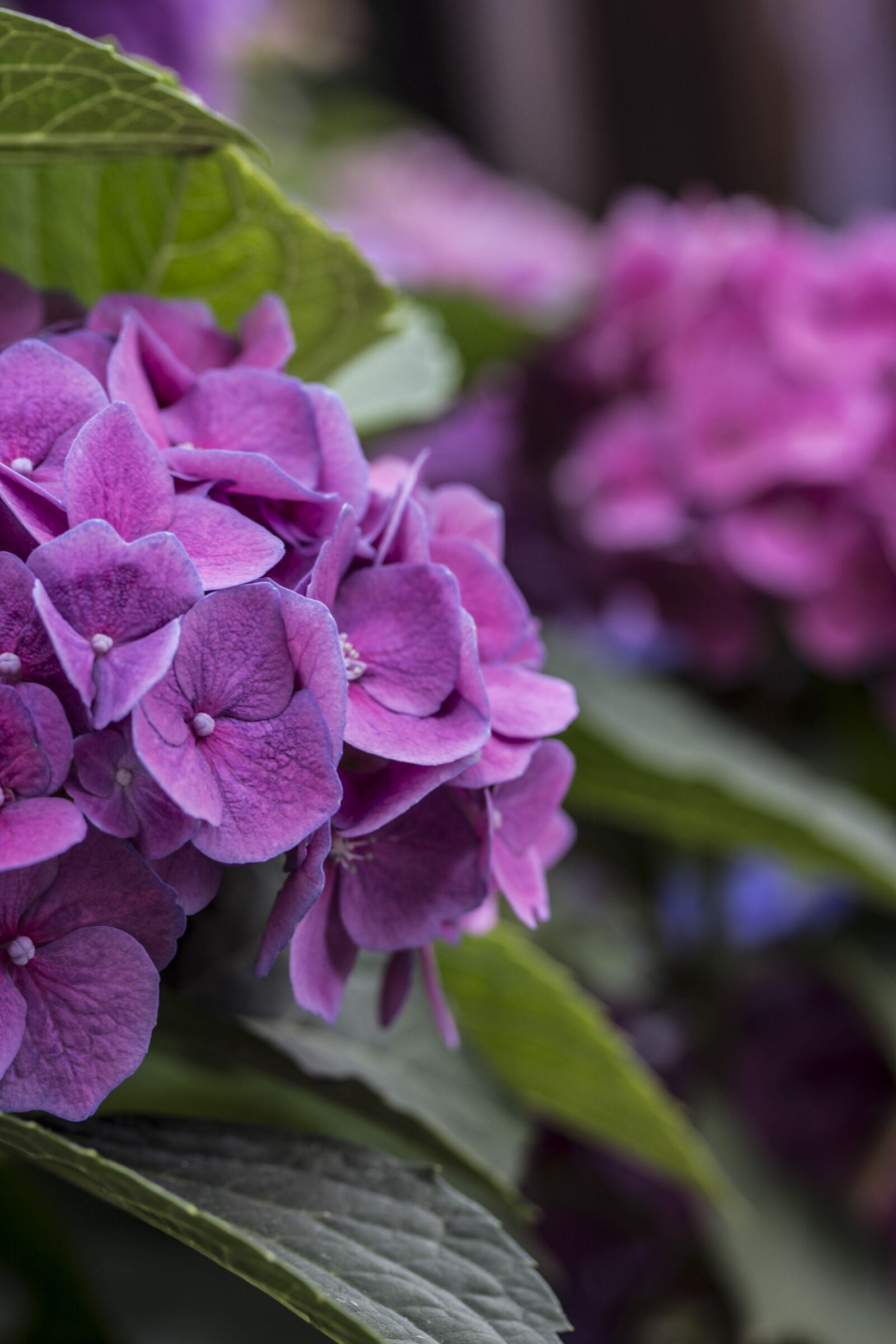 Canon EF-S 60mm F2.8 Macro USM sample photo. Hydrangea, white, purple photography