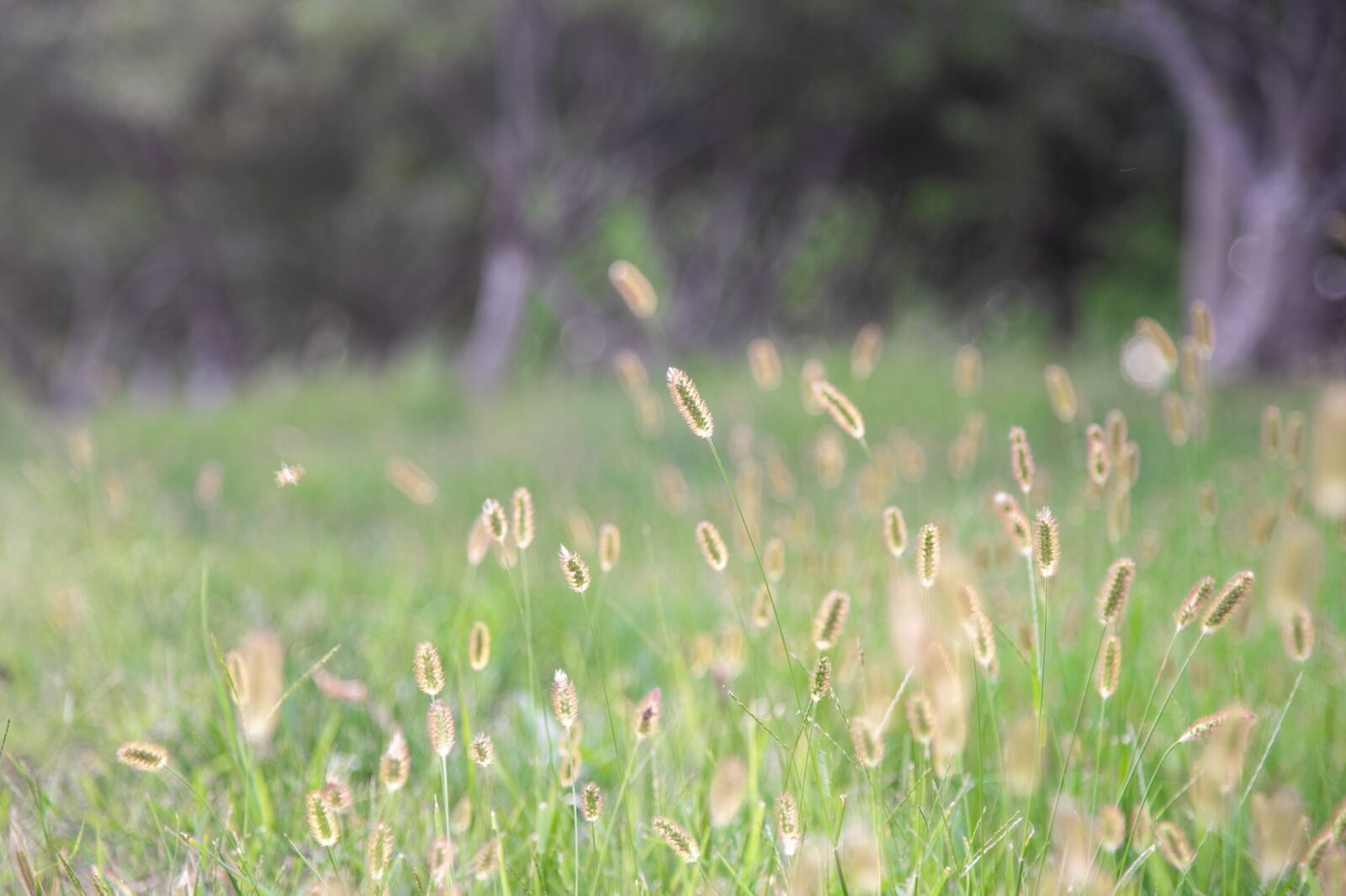 Nikon D750 sample photo. Timothy grass, grass flowers photography