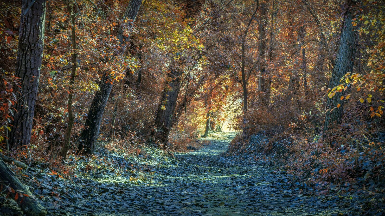 Sony a6000 sample photo. Autumn, path, landscape photography