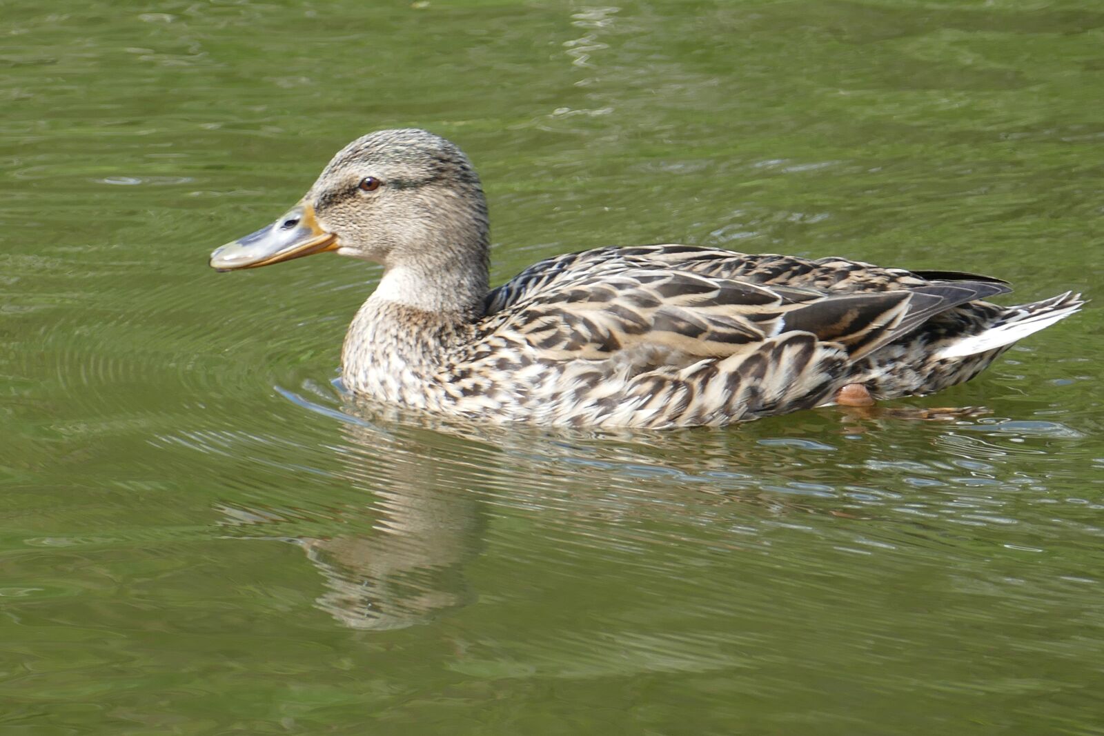 Panasonic Lumix DMC-FZ1000 sample photo. Mallard, female, water photography