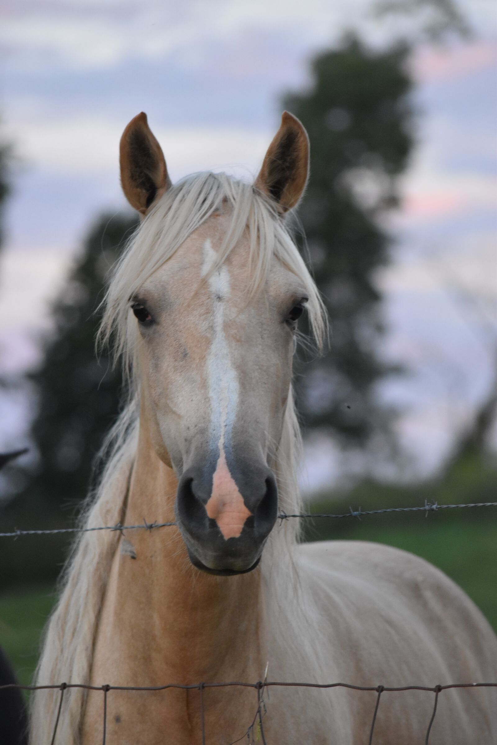 Nikon D5500 sample photo. Horse, animal, farm photography