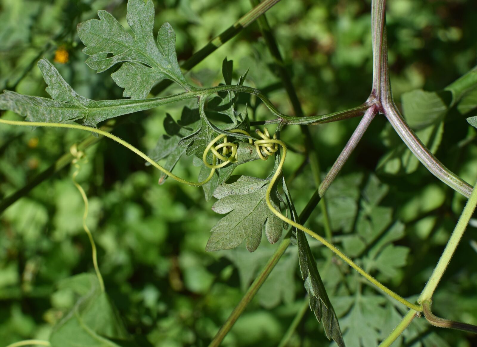 Nikon D3300 sample photo. Passion flower tendrils, vine photography