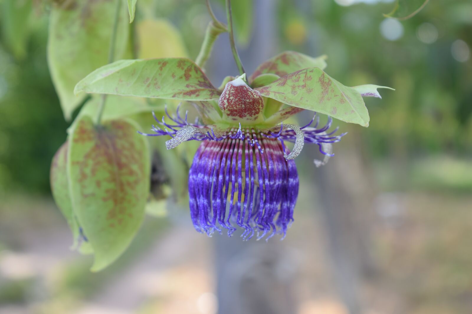 Nikon D5300 sample photo. Colombia, flower, passiflora photography