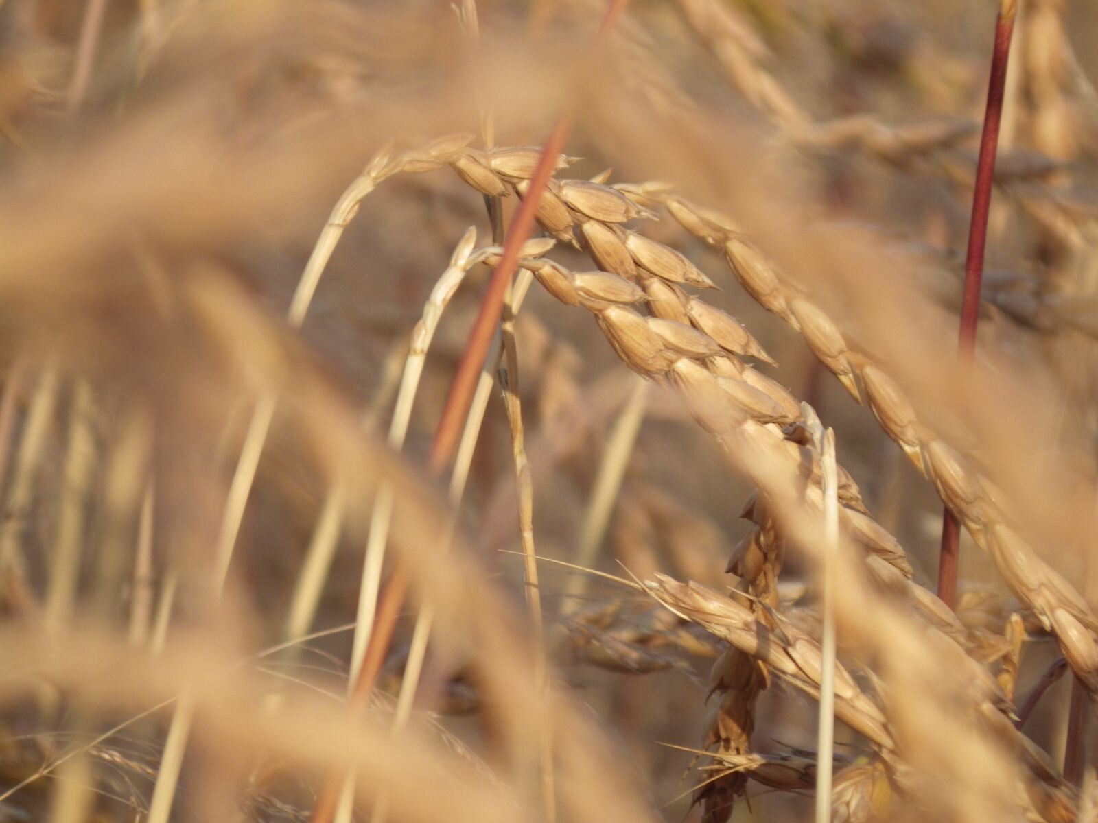 Pentax X-5 sample photo. Cereals, spelt, wheat photography