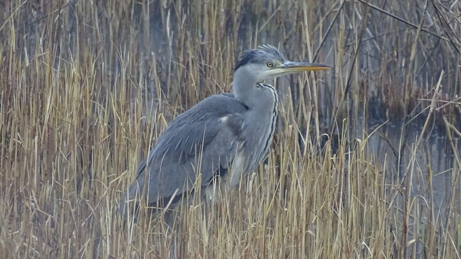 Sony Cyber-shot DSC-HX400V sample photo. Grey heron, grey, bird photography