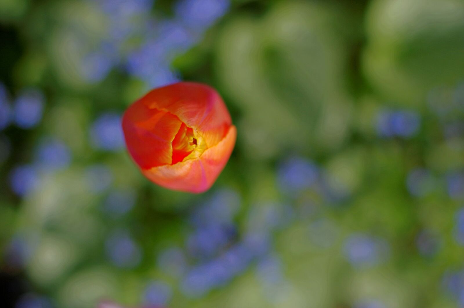 Pentax K-3 sample photo. Tulip, flowers, color photography