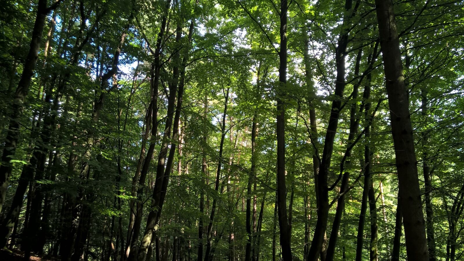 Nokia Lumia 830 sample photo. Forest, trees, nature photography