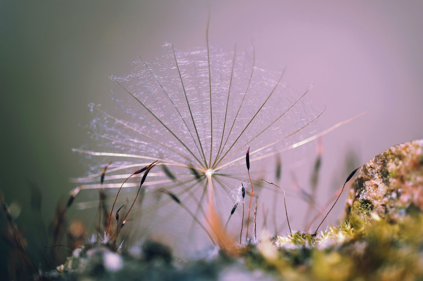 Nikon D3S sample photo. Nature, plant, moss photography