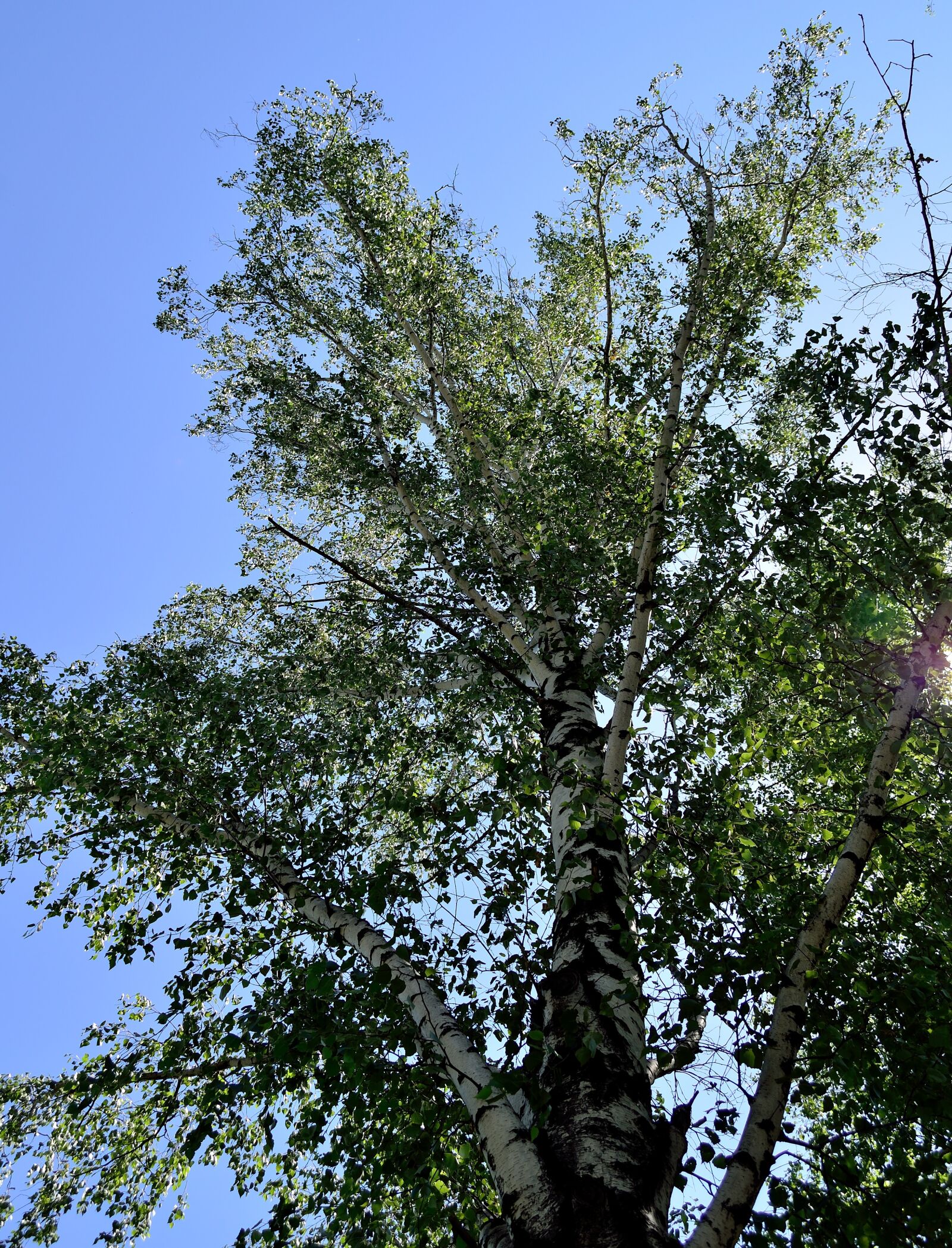 Nikon D5100 sample photo. Summer, tree, birch photography
