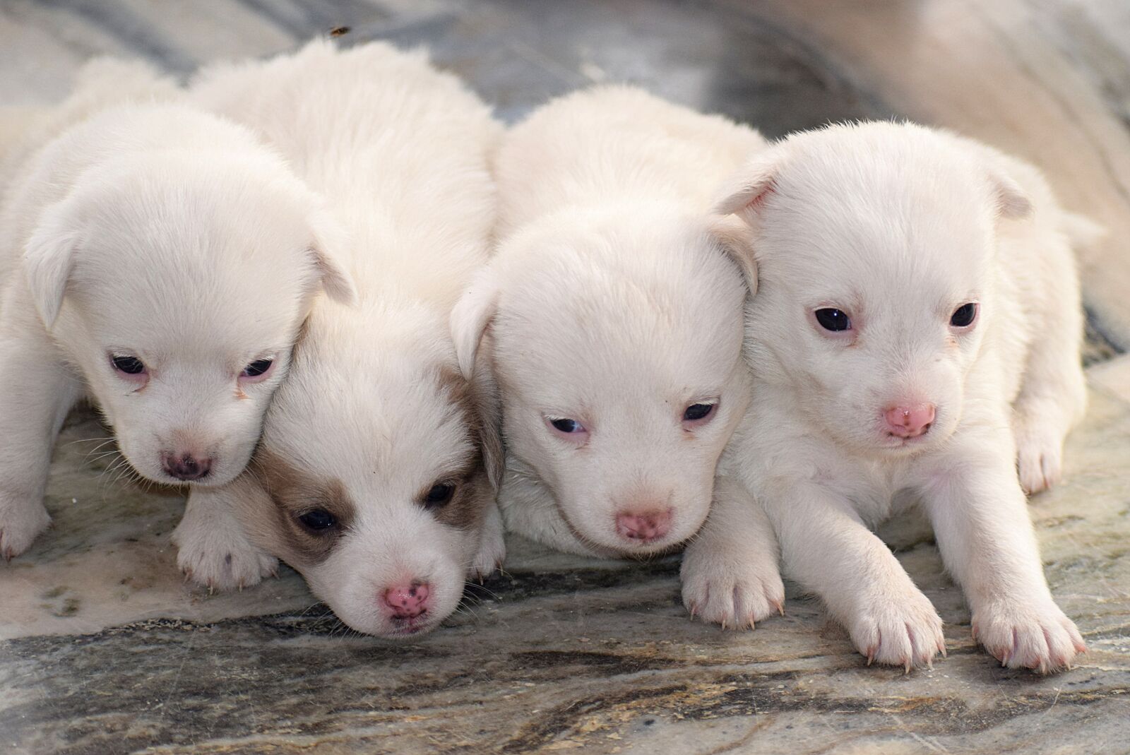 Nikon D3300 sample photo. Puppies, cute, pet photography