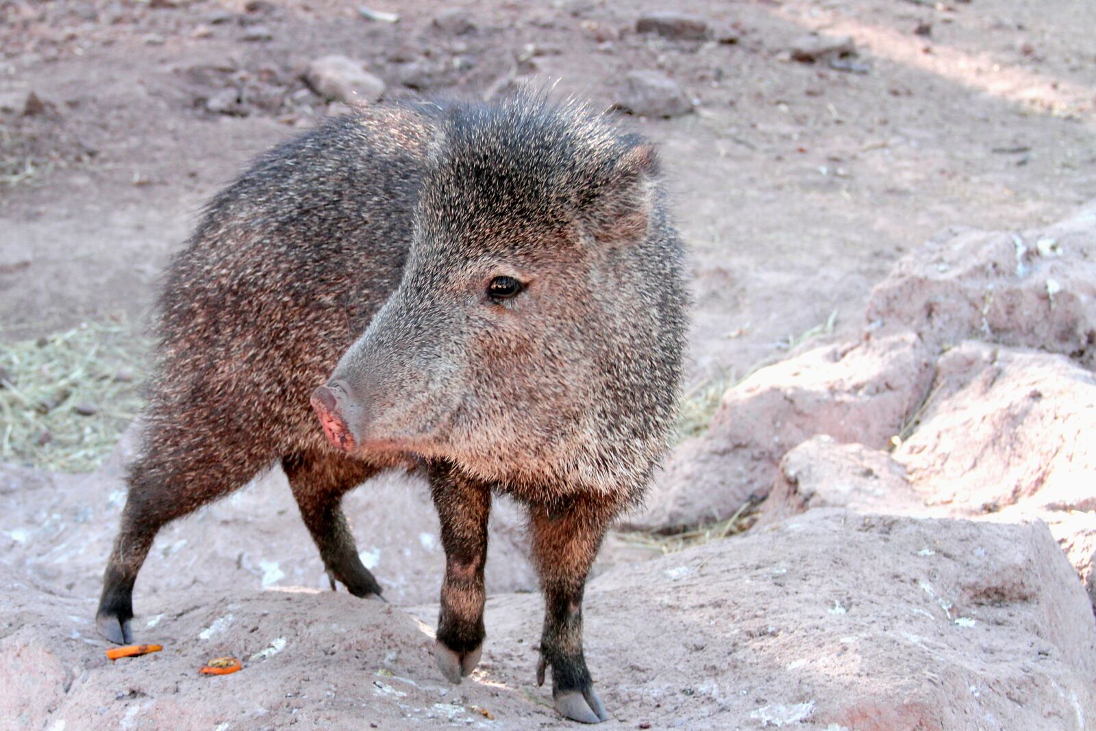 Canon EOS 7D sample photo. Javelina, arizona, pig photography