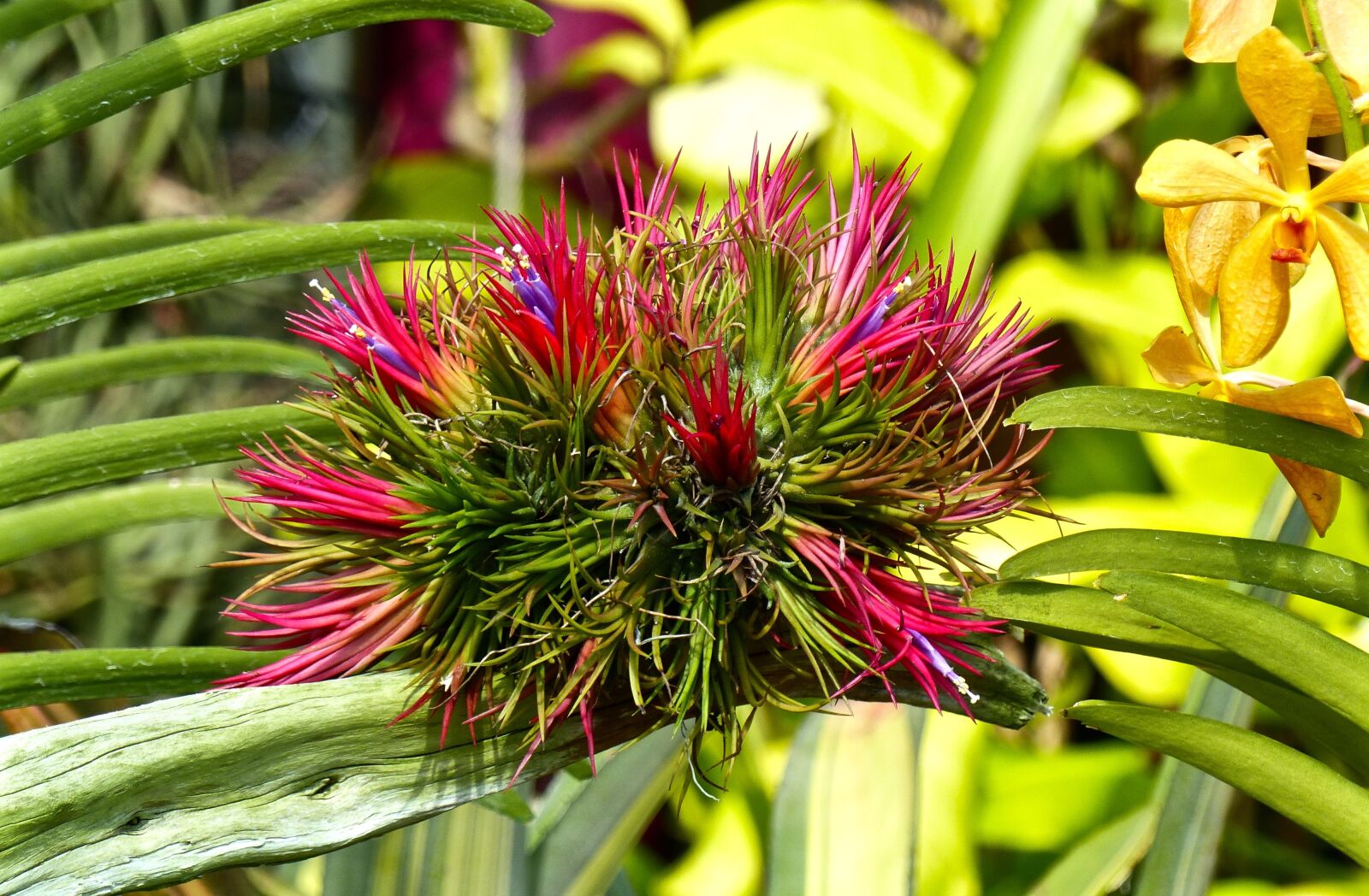 Panasonic Lumix DMC-FZ200 sample photo. Fleure, nature, cambodia photography