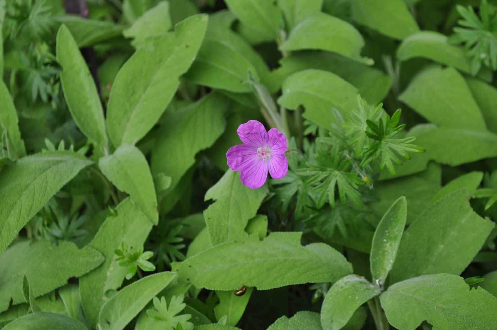 Nikon D5000 sample photo. Flora, garden, nature, summer photography