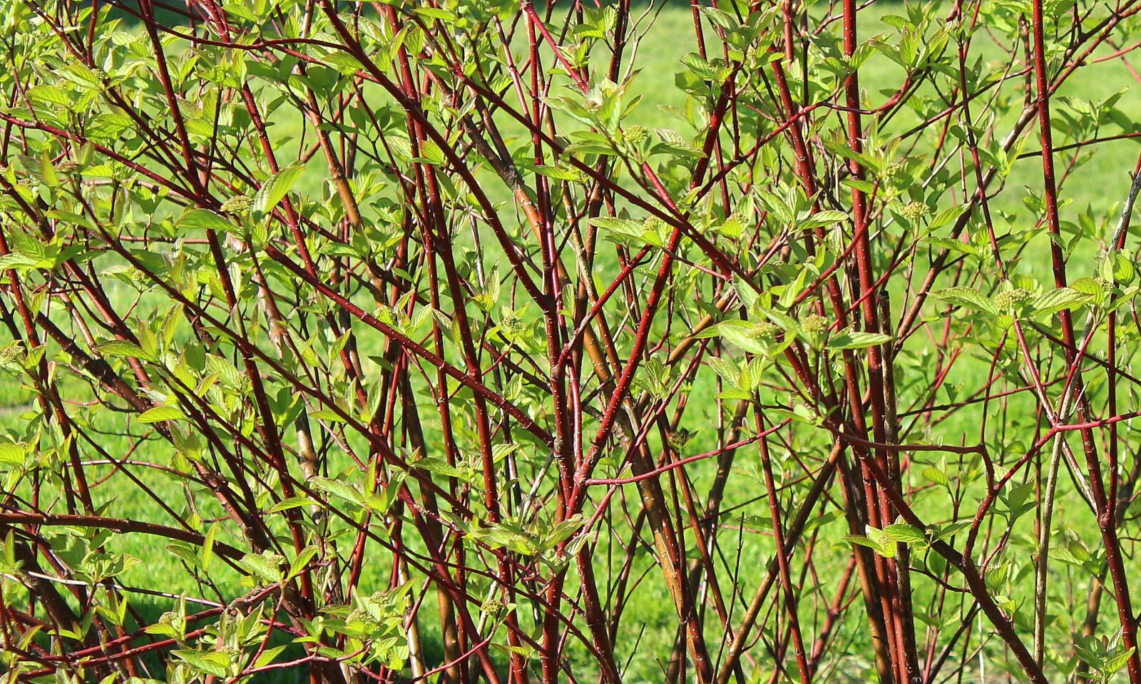 Canon EOS 1200D (EOS Rebel T5 / EOS Kiss X70 / EOS Hi) sample photo. Bush, spring, green leaves photography