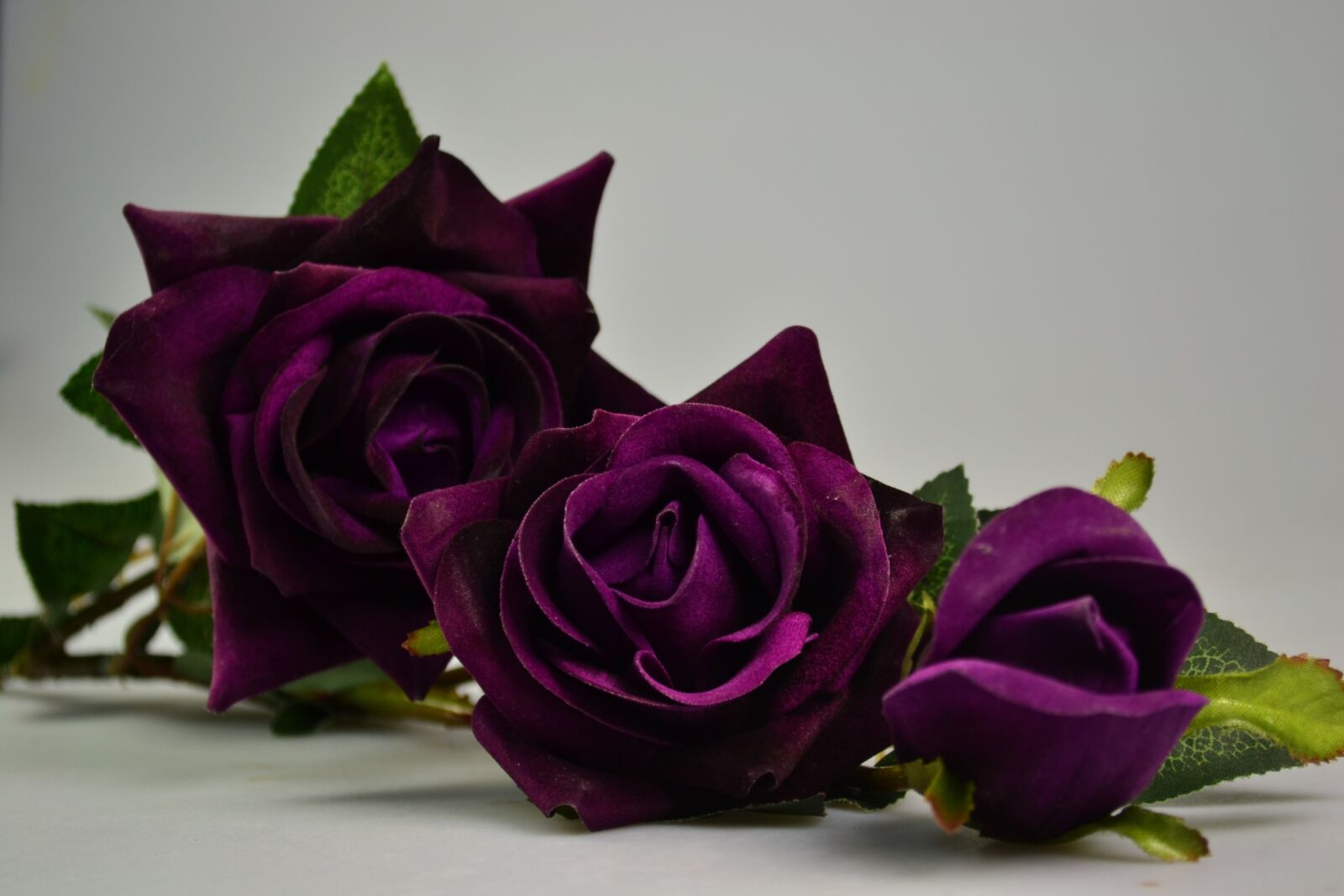 Nikon D3100 sample photo. Bluelover, gray background, purple photography