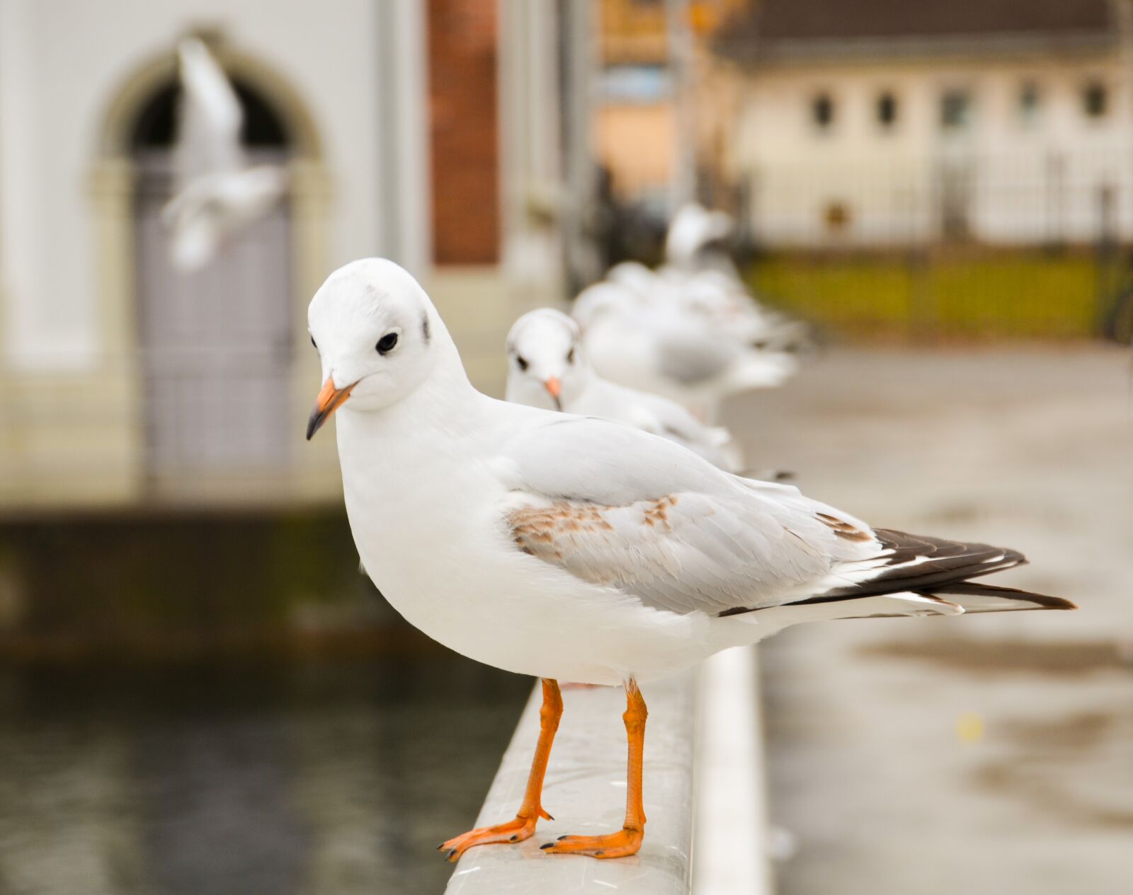 Nikon D7000 sample photo. Seagull, seagulls char, bird photography