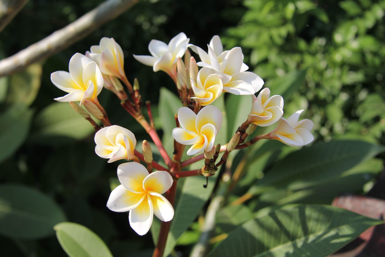 Canon EF-S 17-85mm F4-5.6 IS USM sample photo. More information, petals 5 photography