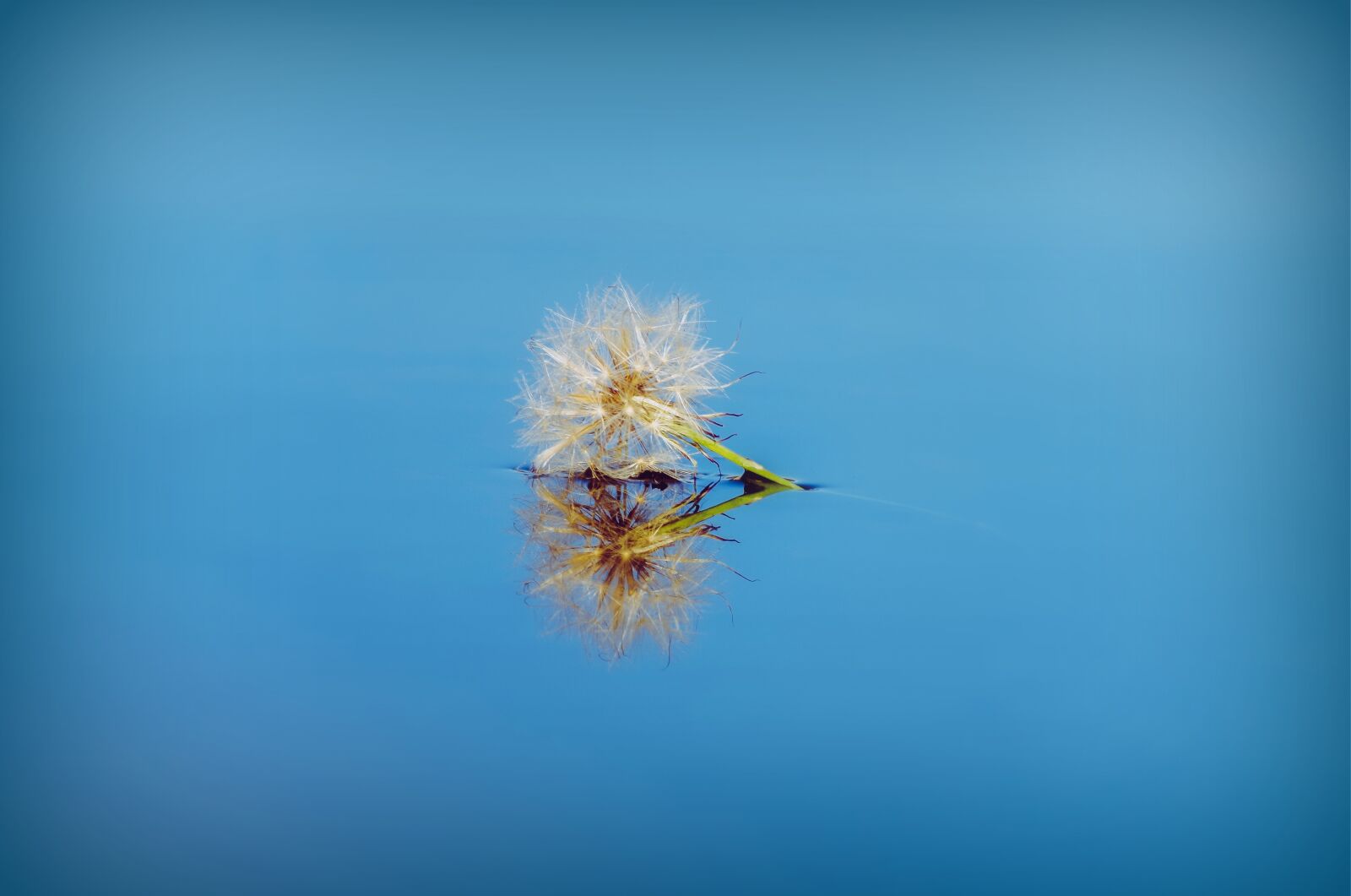 Pentax K-30 sample photo. Dandelion, flower, water photography