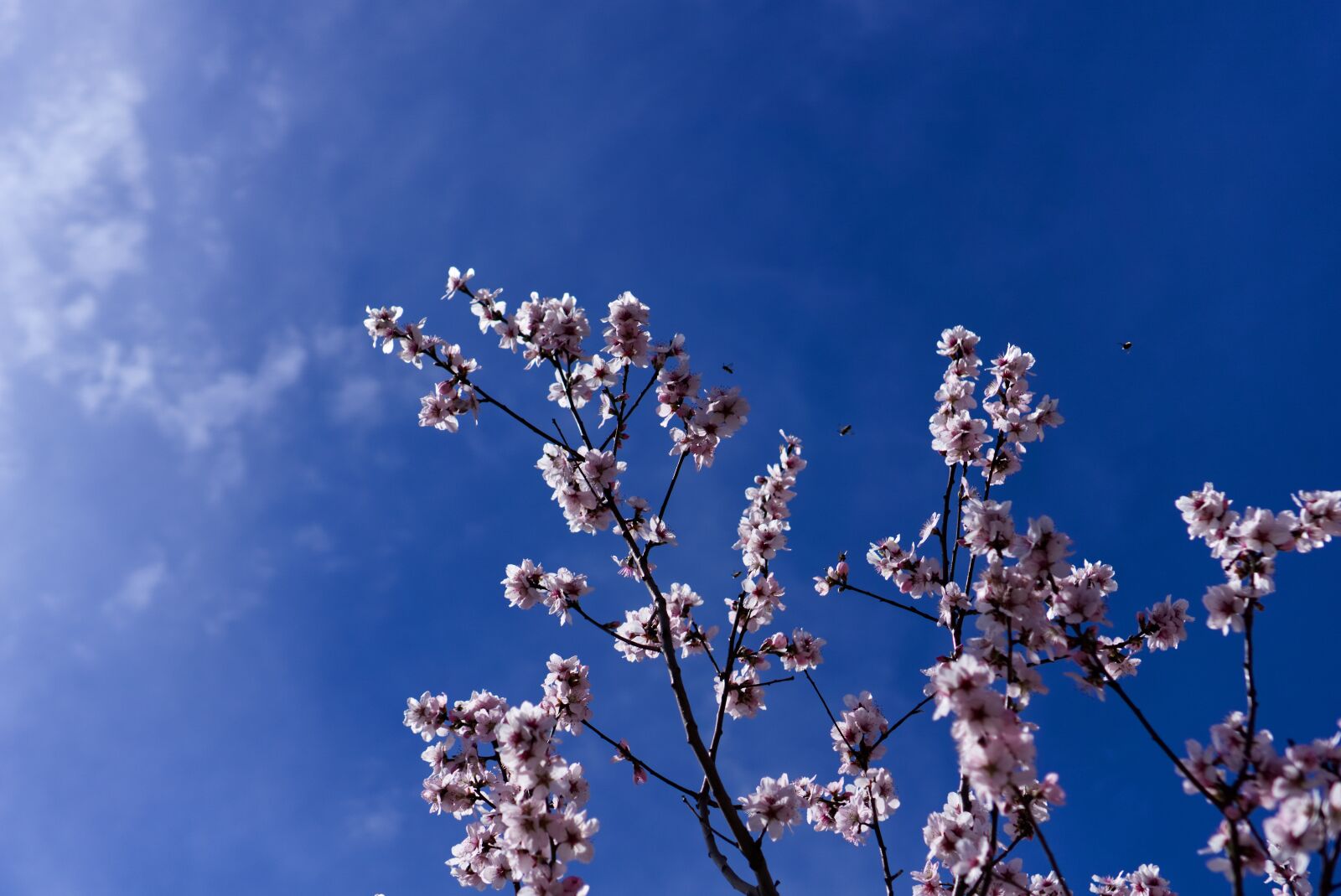 Sony a6000 + Sony E 35mm F1.8 OSS sample photo. Blossom, bloom, almond photography