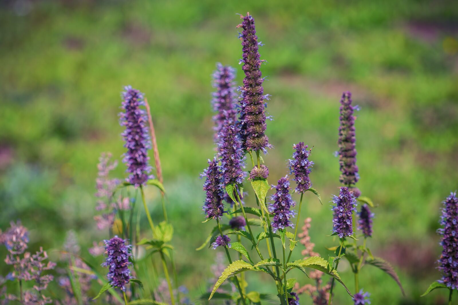 Sony a6500 + Sony FE 70-200mm F4 G OSS sample photo. Flowers, summer, garden photography