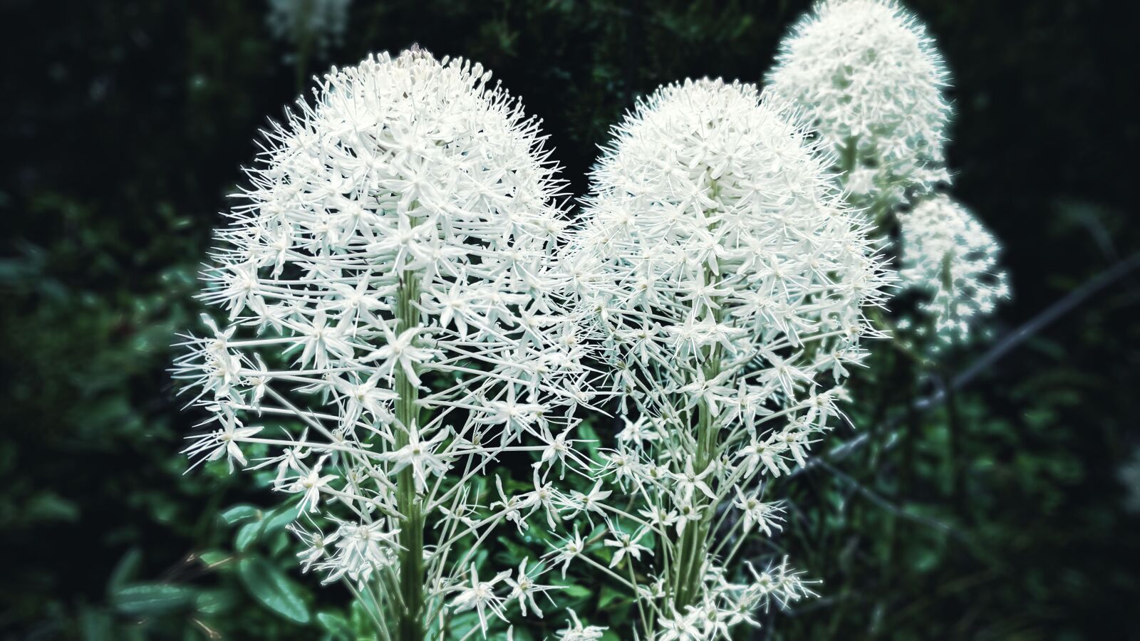 LG Nexus 5X sample photo. Flowers, forest, nature photography