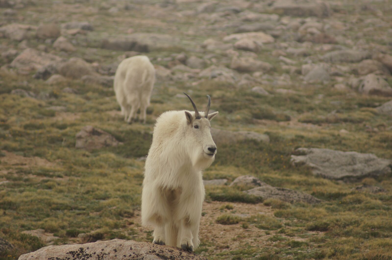 Sony SLT-A55 (SLT-A55V) sample photo. Mountain goat, rocky mountains photography