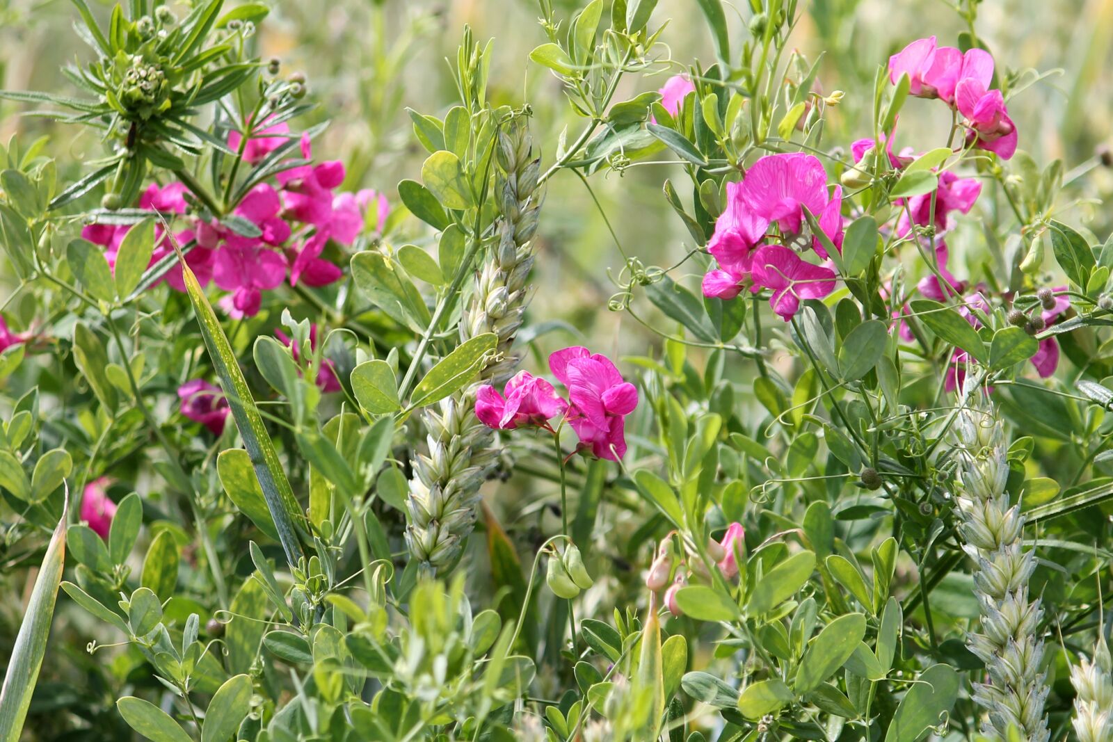 Canon EF-S 55-250mm F4-5.6 IS II sample photo. Cereals, wheat field, vetches photography