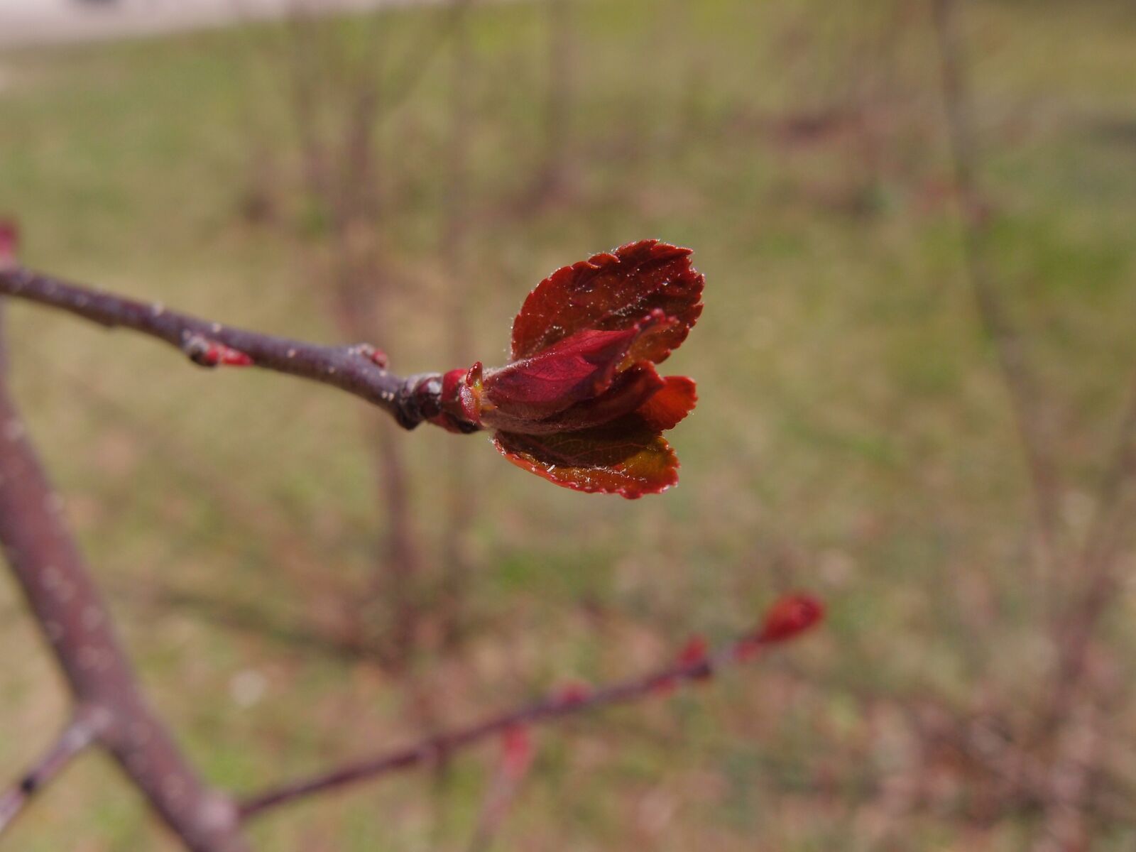 Olympus XZ-1 sample photo. Trees, leaves, red photography