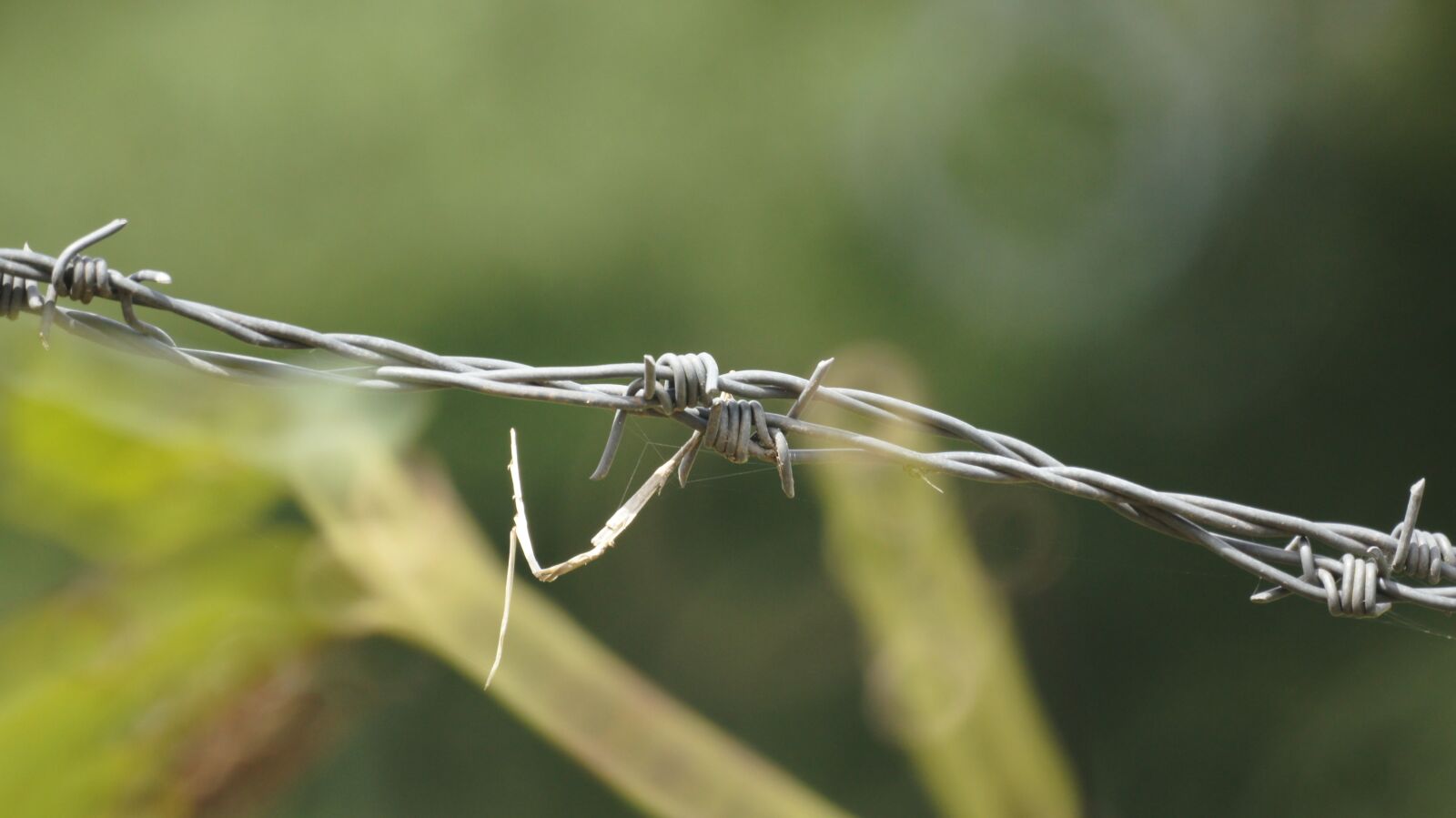 Sony SLT-A55 (SLT-A55V) + Sony 500mm F8 Reflex sample photo. Landscapes, the, india photography
